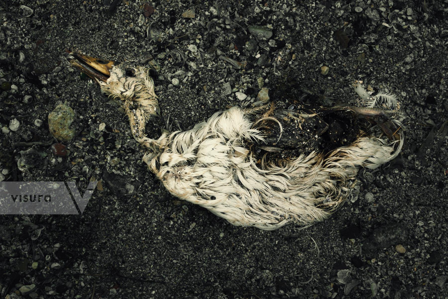 Purchase Remains of a sacrificed duck at the Emboque of Regla  by Dany del Pino Rodríguez