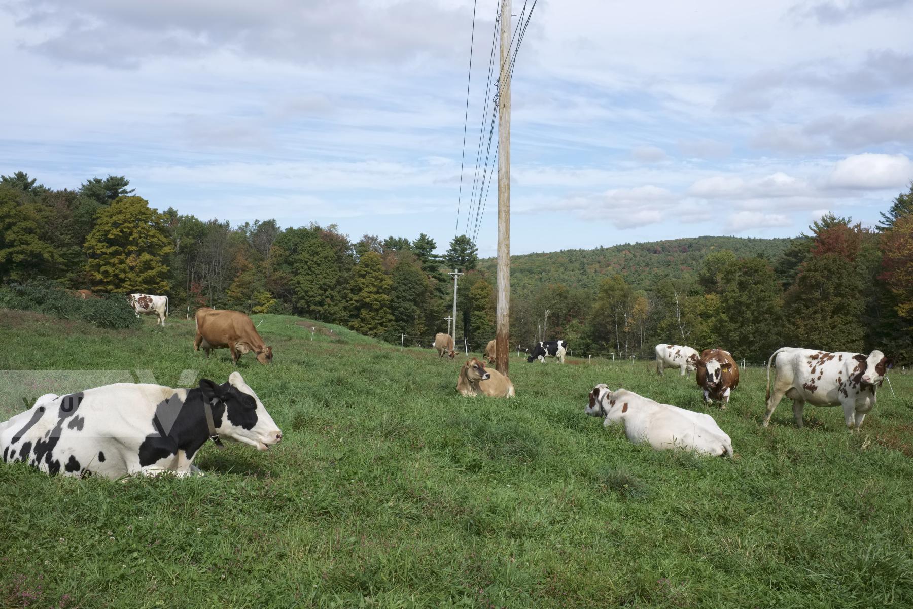 Purchase Dairy Cows by Ellen Kok