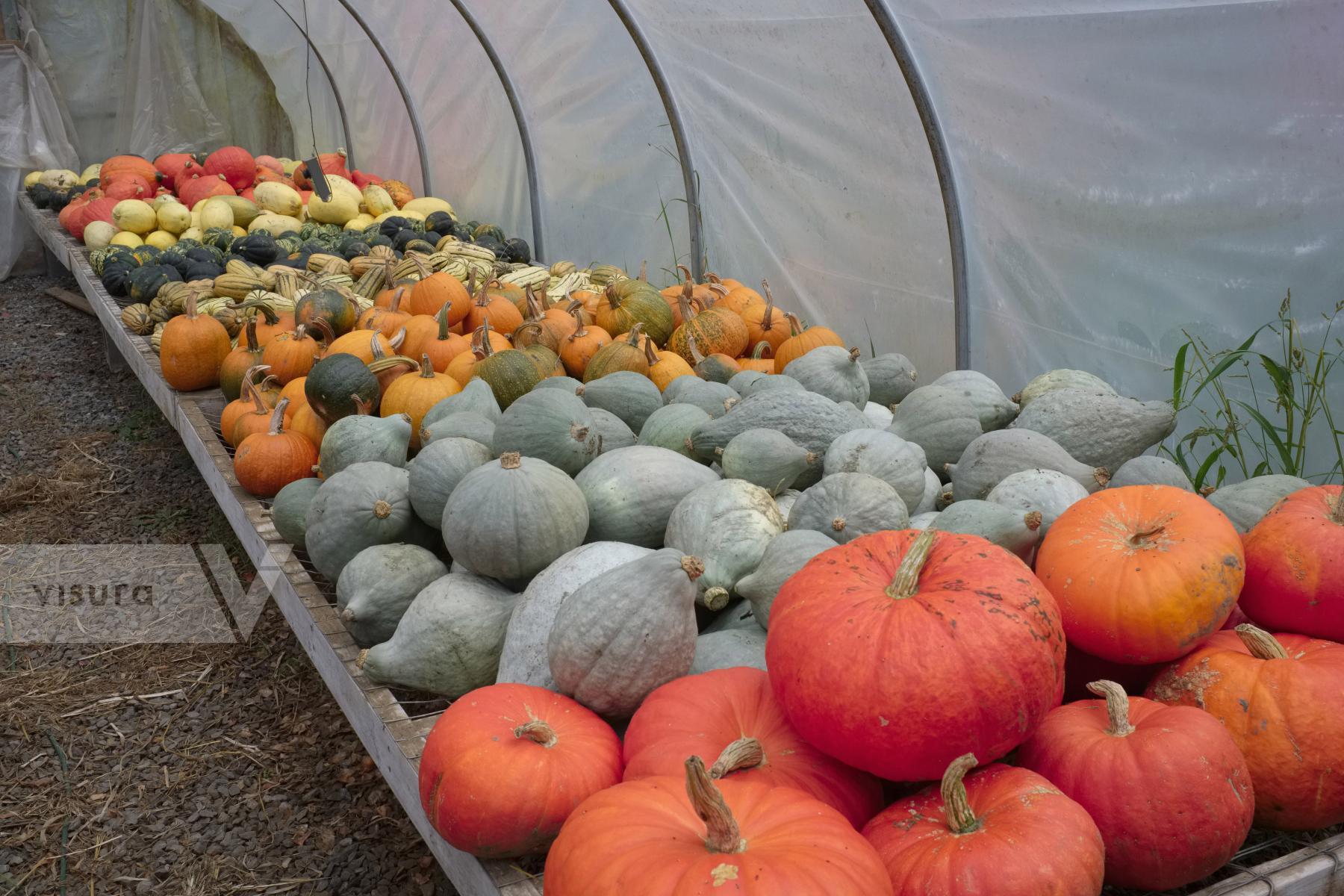 Purchase Squashes by Ellen Kok