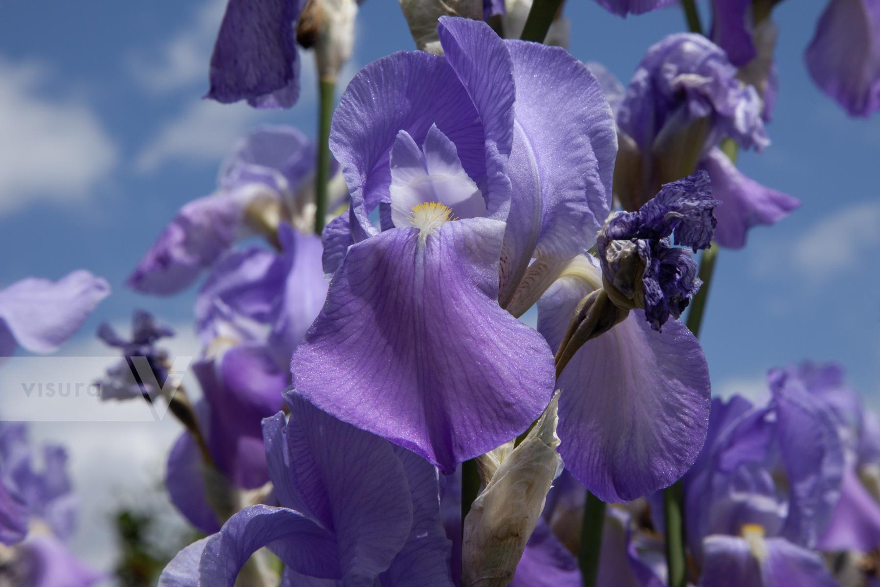 Purchase Iris Blooms by iannis Delatolas