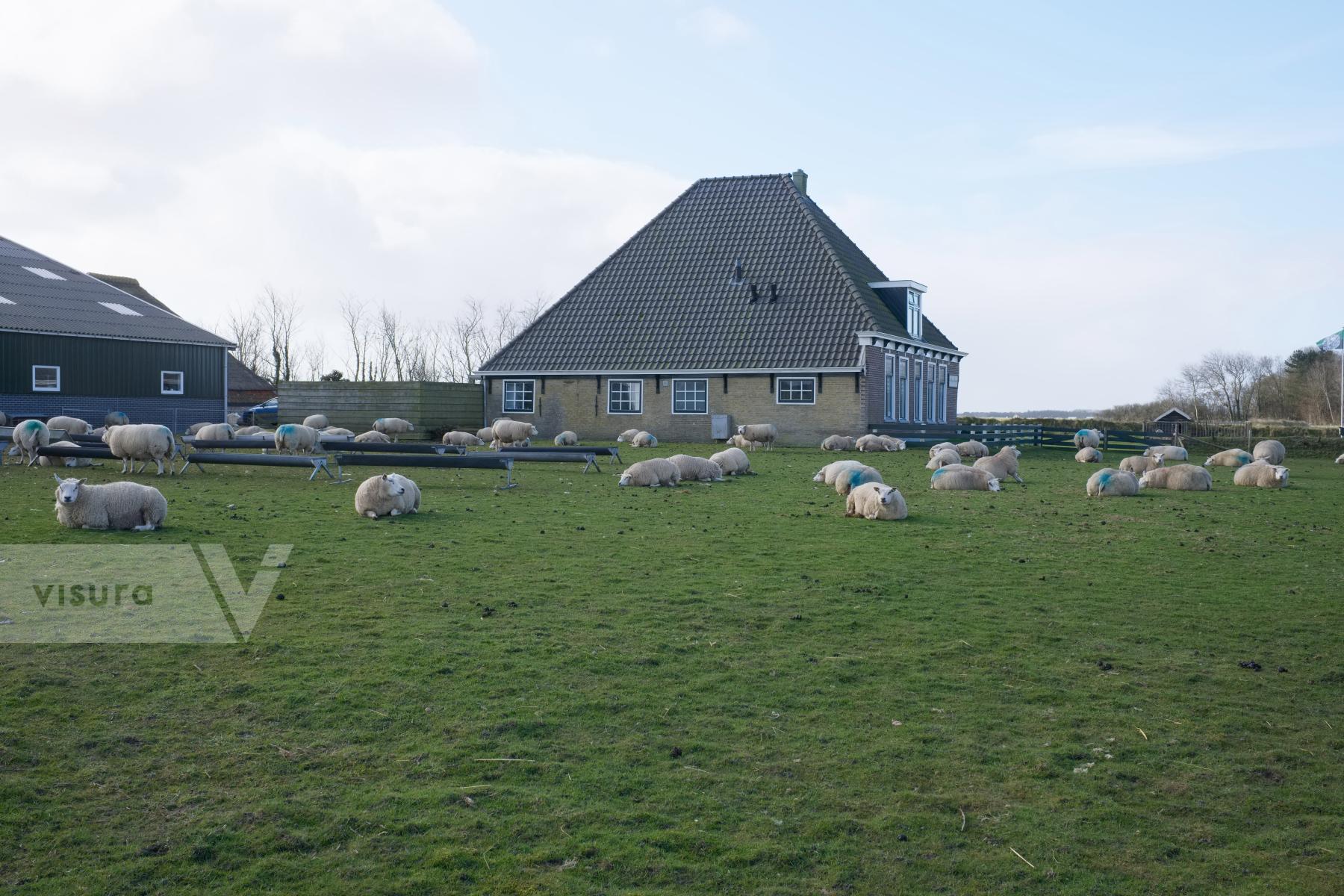 Purchase Lambing Season in the Netherlands by Ellen Kok