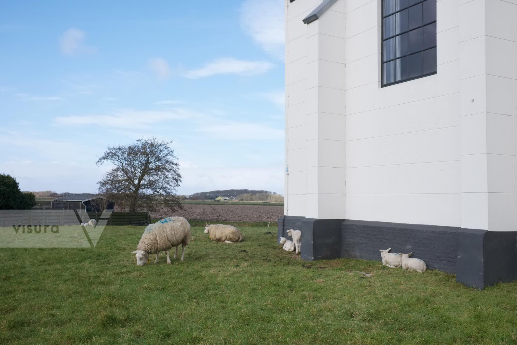 Purchase Lambing Season in the Netherlands by Ellen Kok