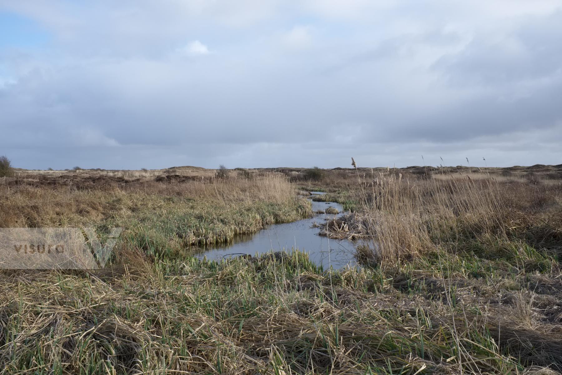 Purchase Dunes and Marshland by Ellen Kok