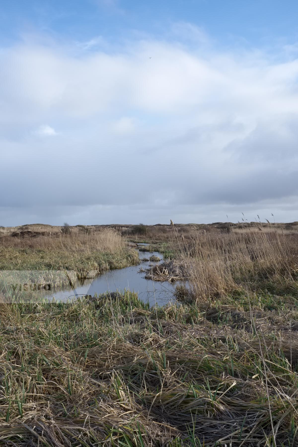 Purchase Dunes and Marshland by Ellen Kok