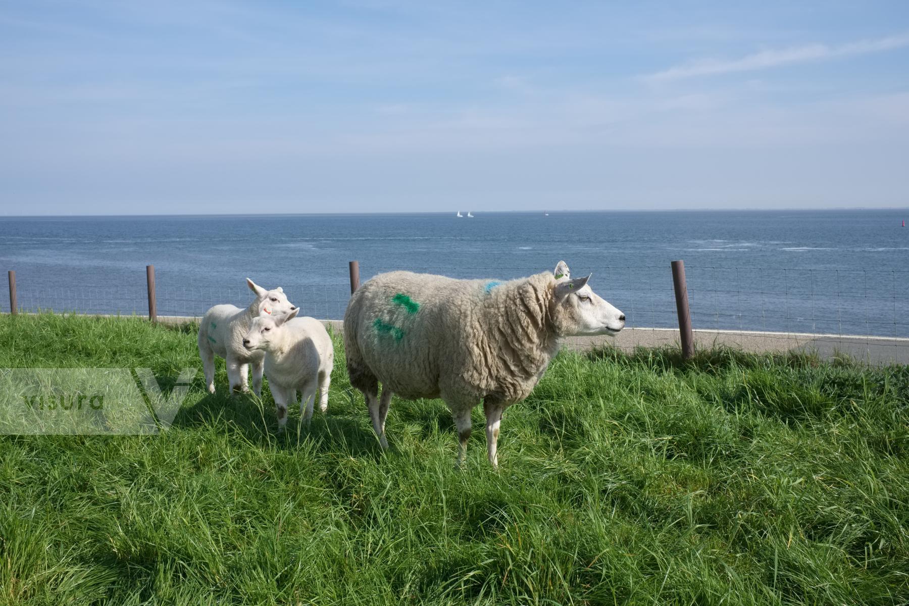 Purchase Lambing Season in the Netherlands by Ellen Kok