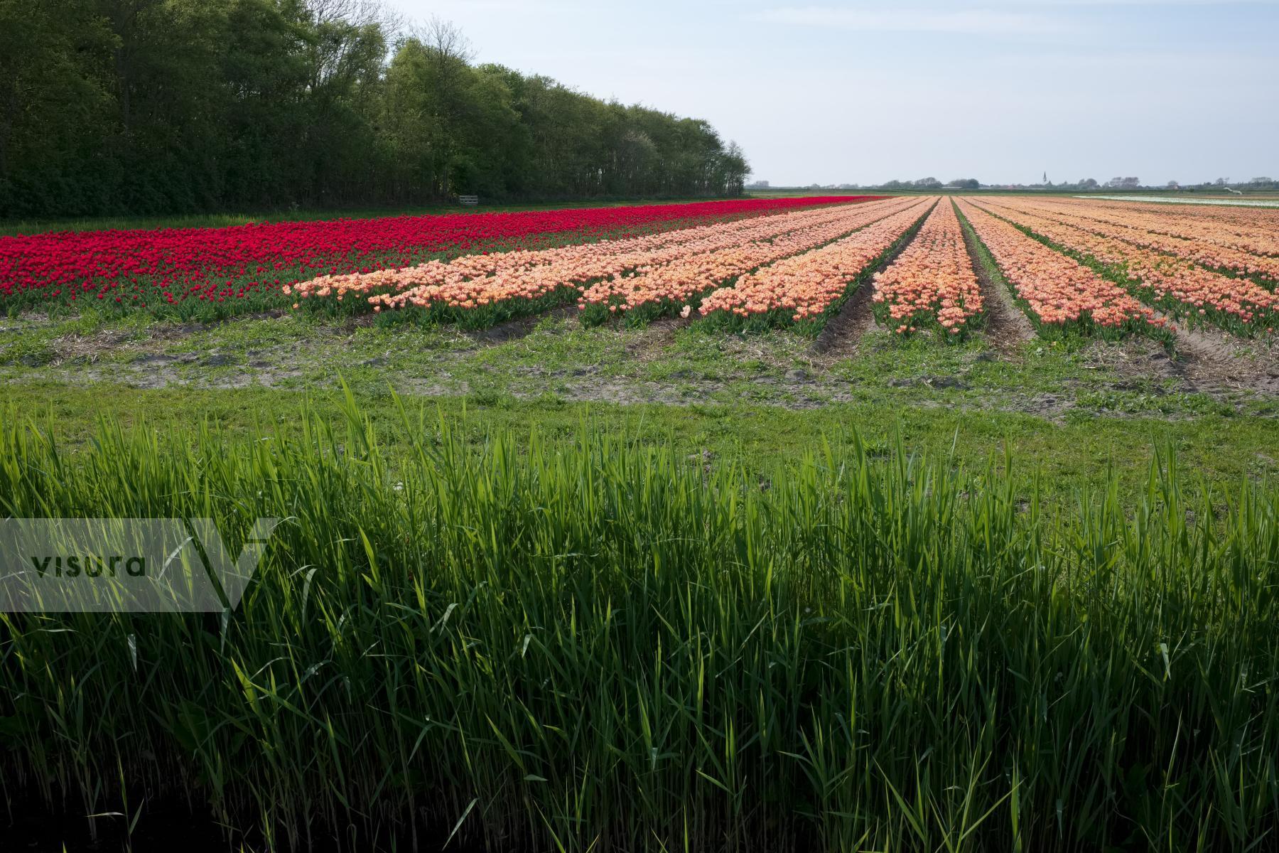 Purchase Bulb Cultivation by Ellen Kok