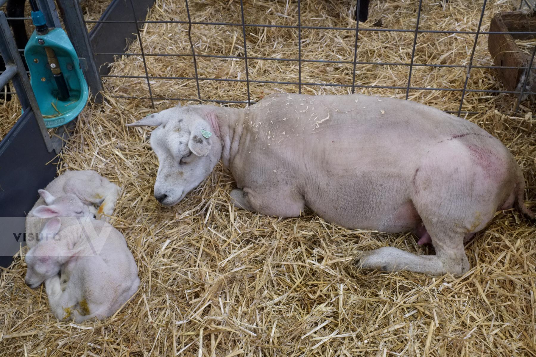 Purchase Lambing Season in the Netherlands by Ellen Kok