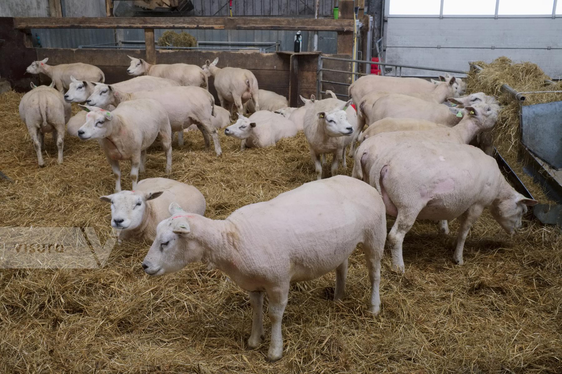 Purchase Lambing Season in the Netherlands by Ellen Kok