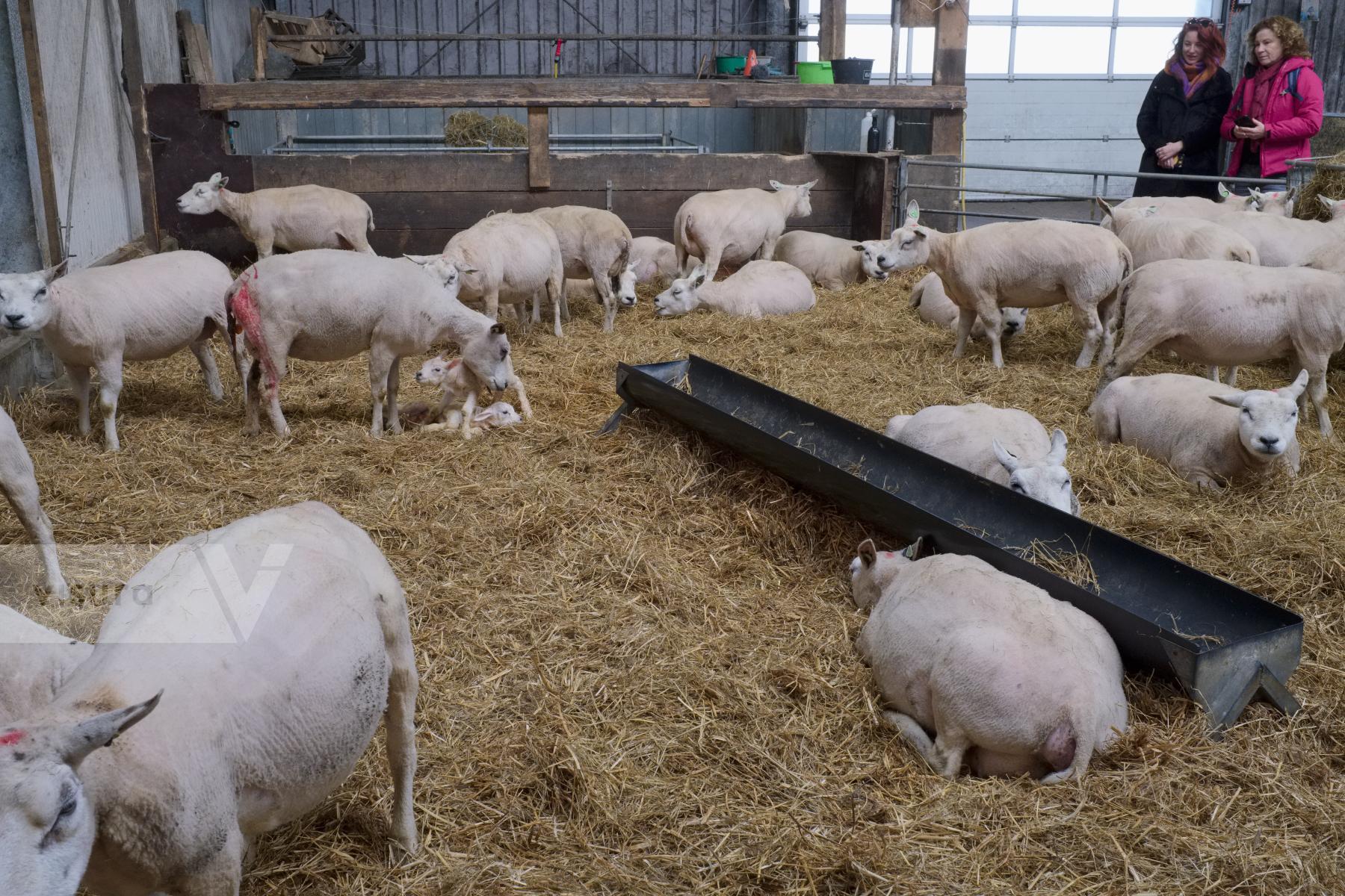 Purchase Lambing Season in the Netherlands by Ellen Kok