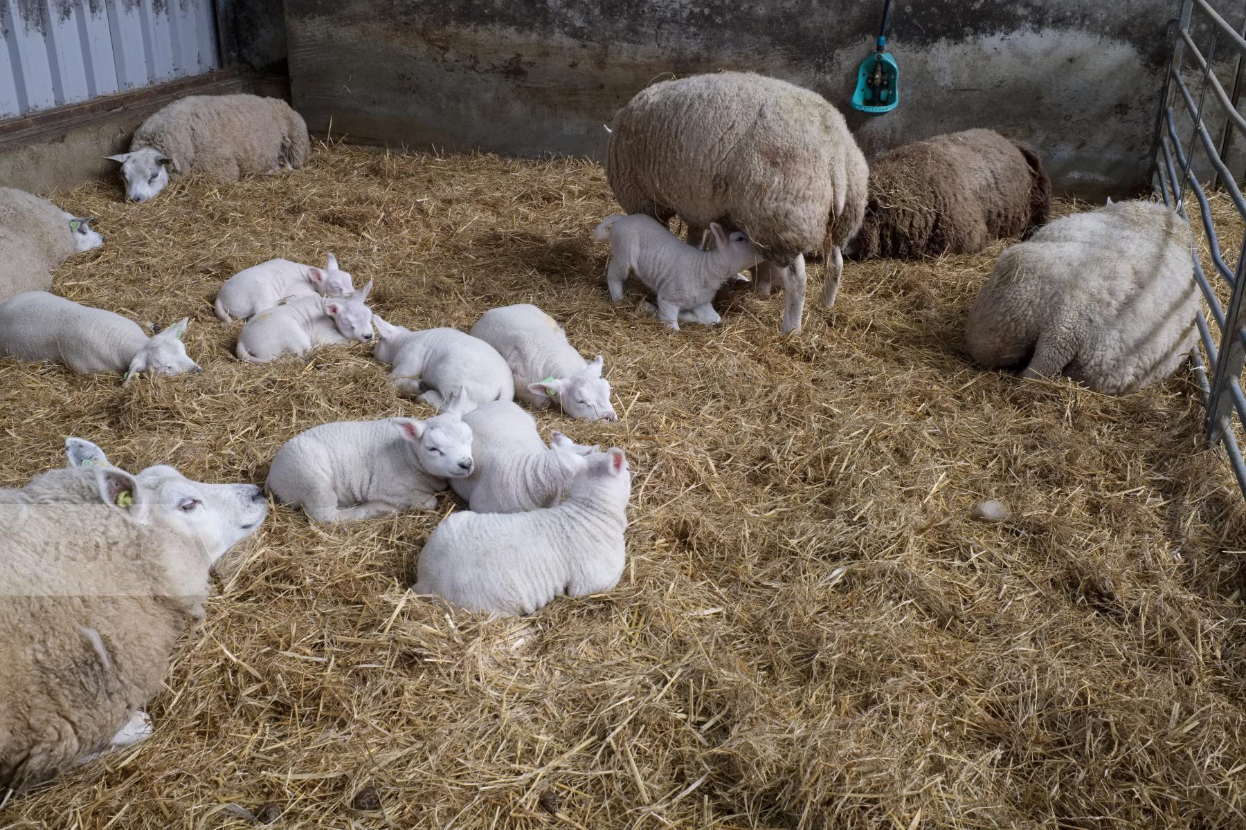 Purchase Lambing Season in the Netherlands by Ellen Kok