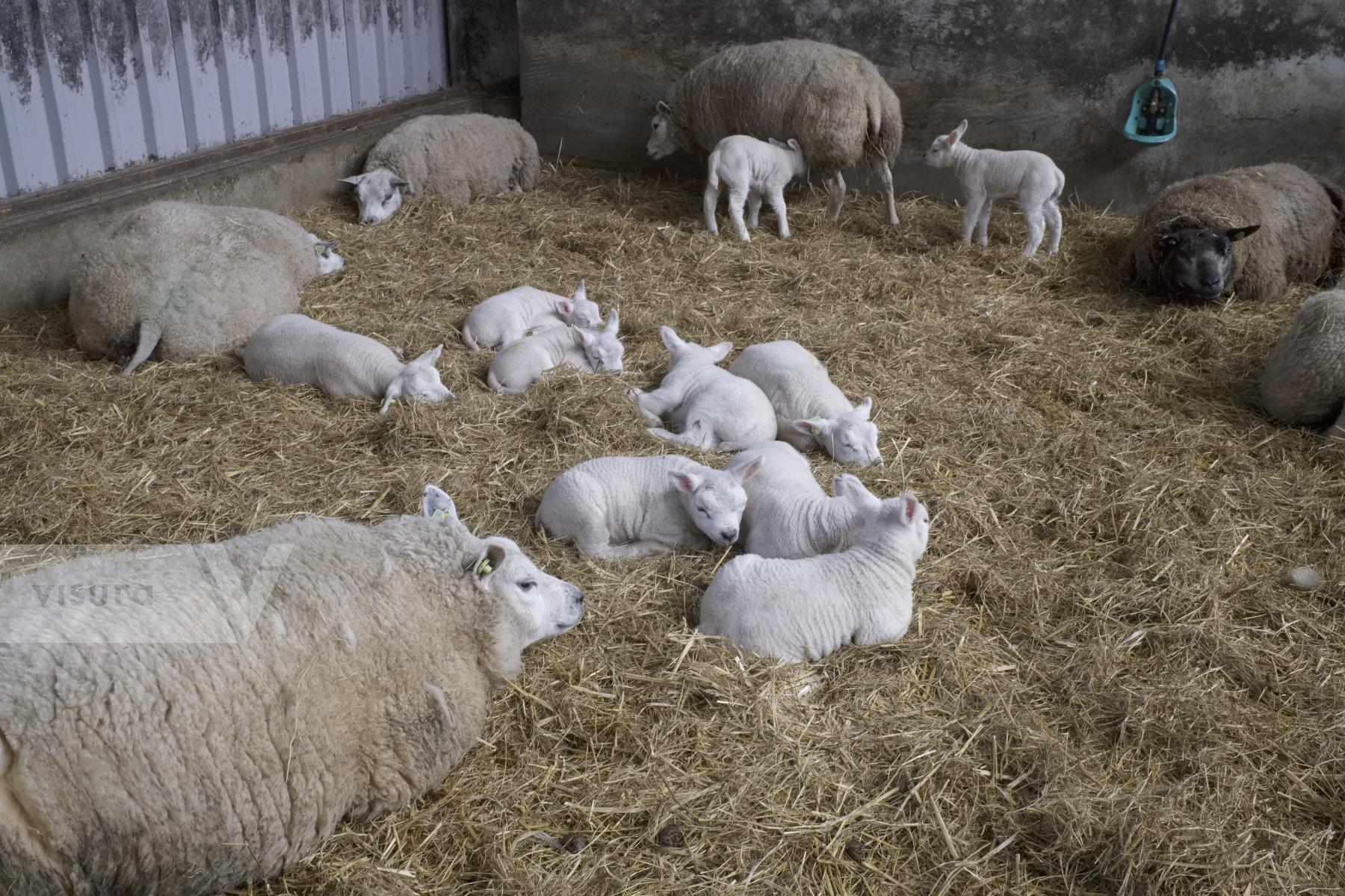 Purchase Lambing Season in the Netherlands by Ellen Kok