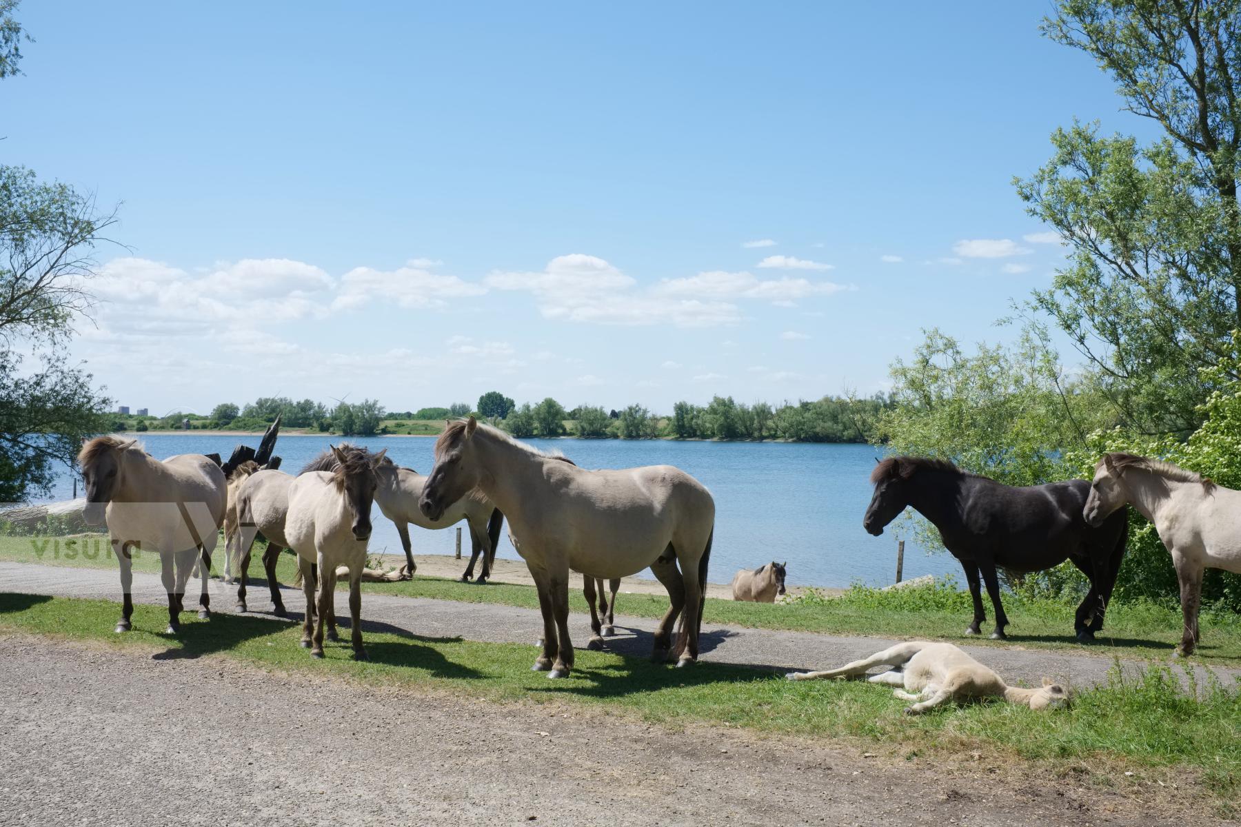 Purchase Konik Horses and Foals by Ellen Kok