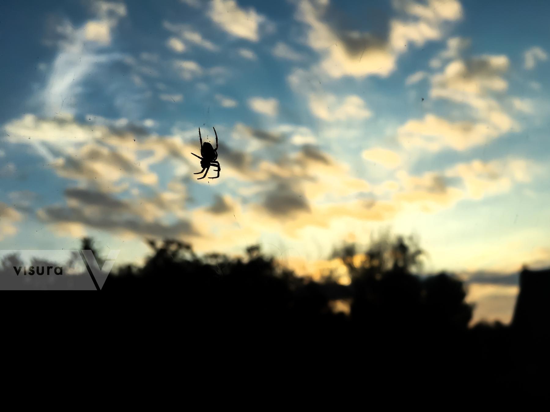 Purchase Spider At Sunset by James Reade Venable