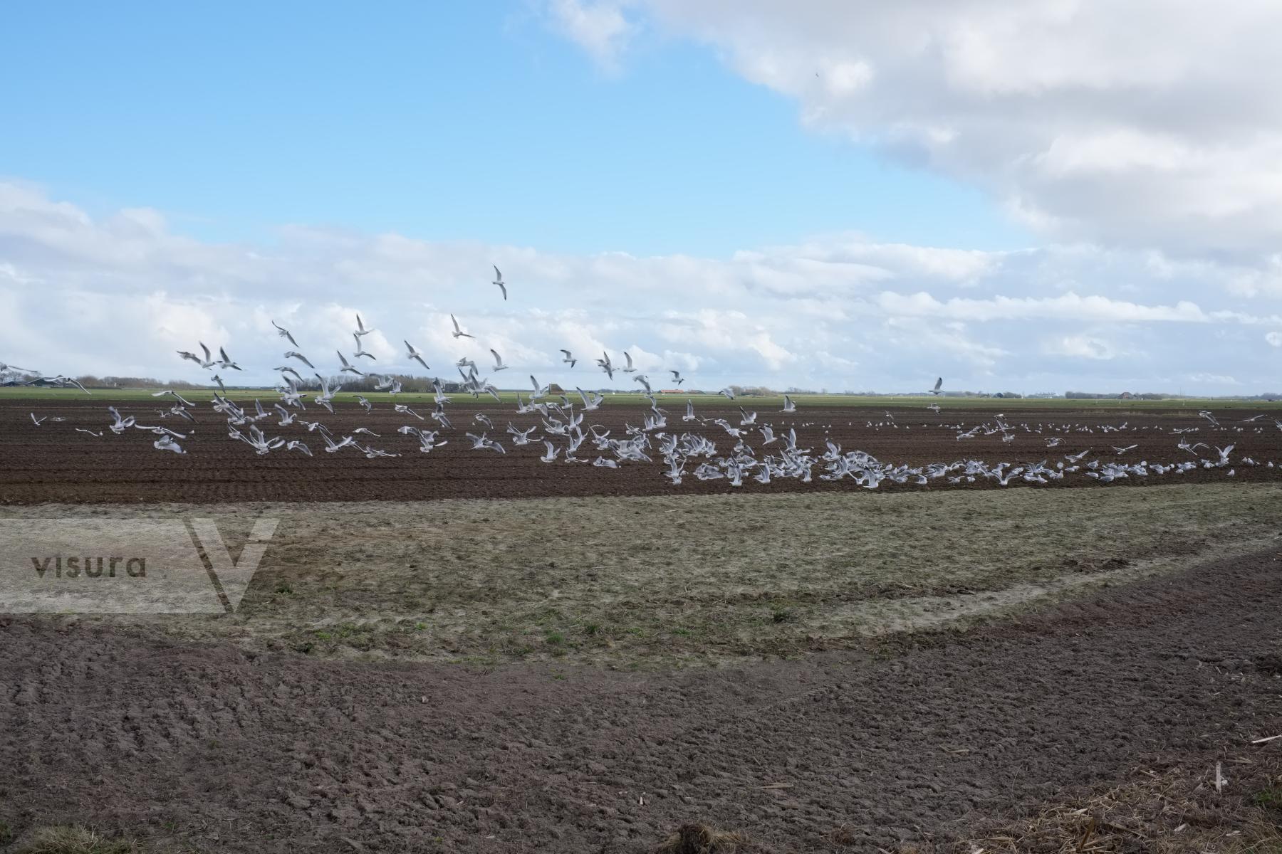 Purchase Plowed Field and Seagulls by Ellen Kok