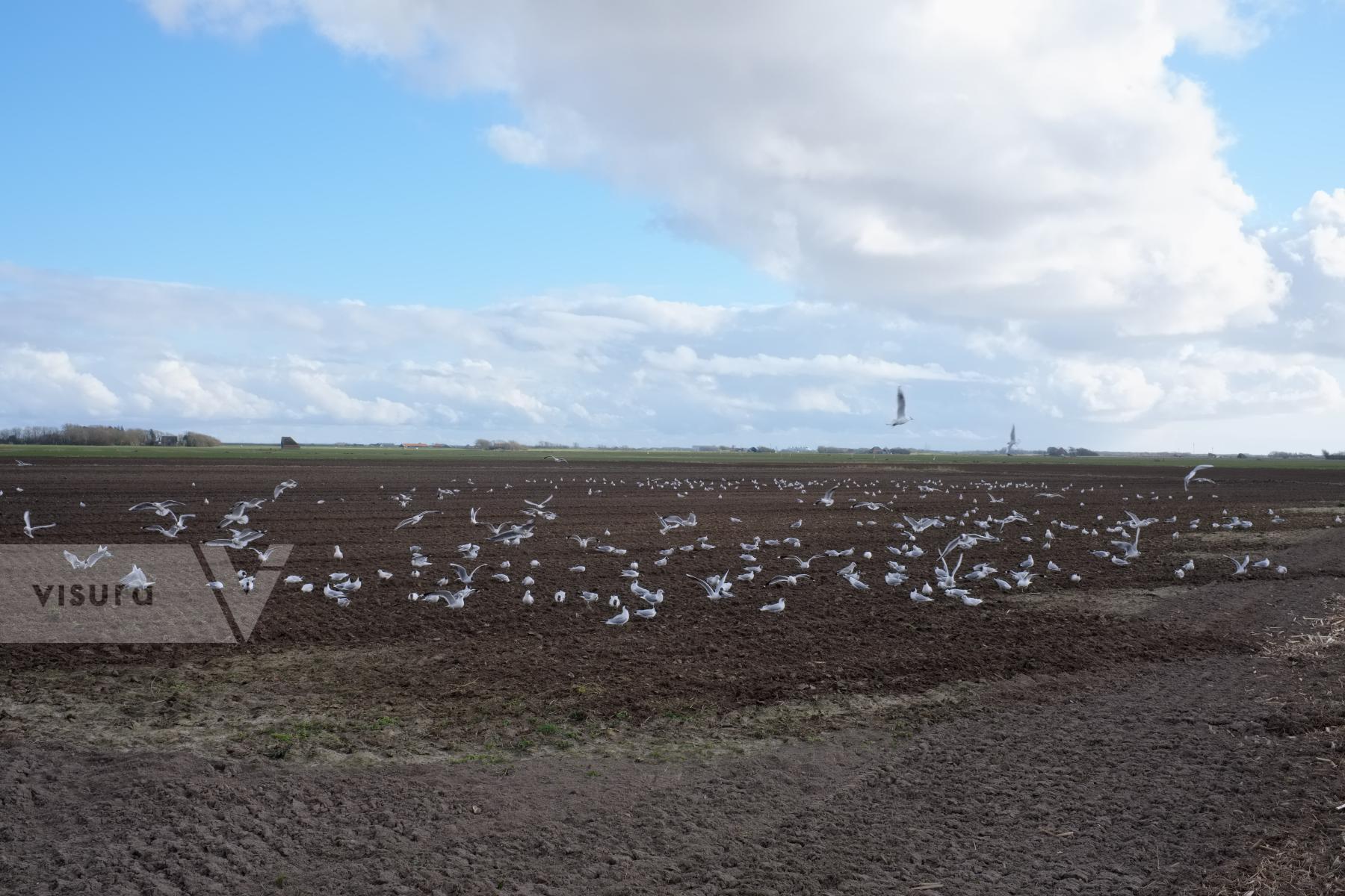 Purchase Plowed Field and Seagulls by Ellen Kok
