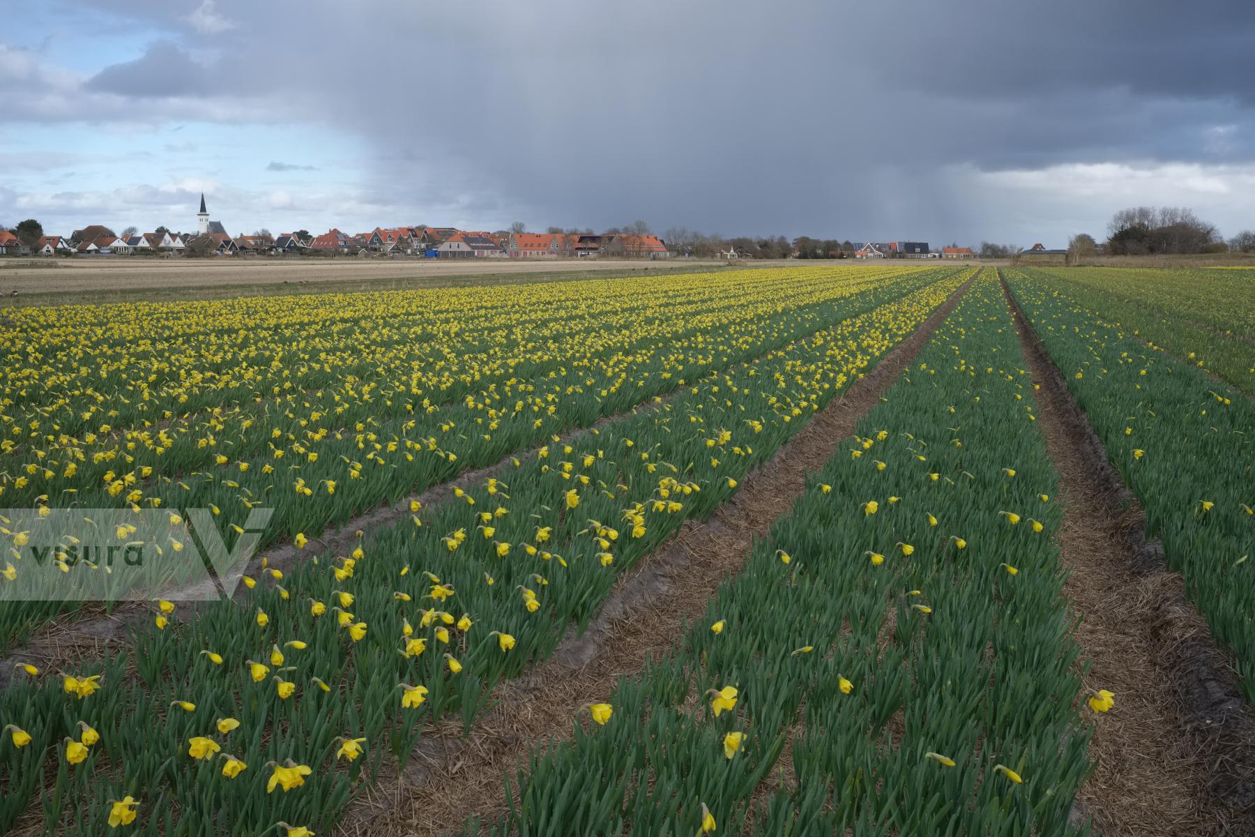 Purchase Bulb Cultivation by Ellen Kok