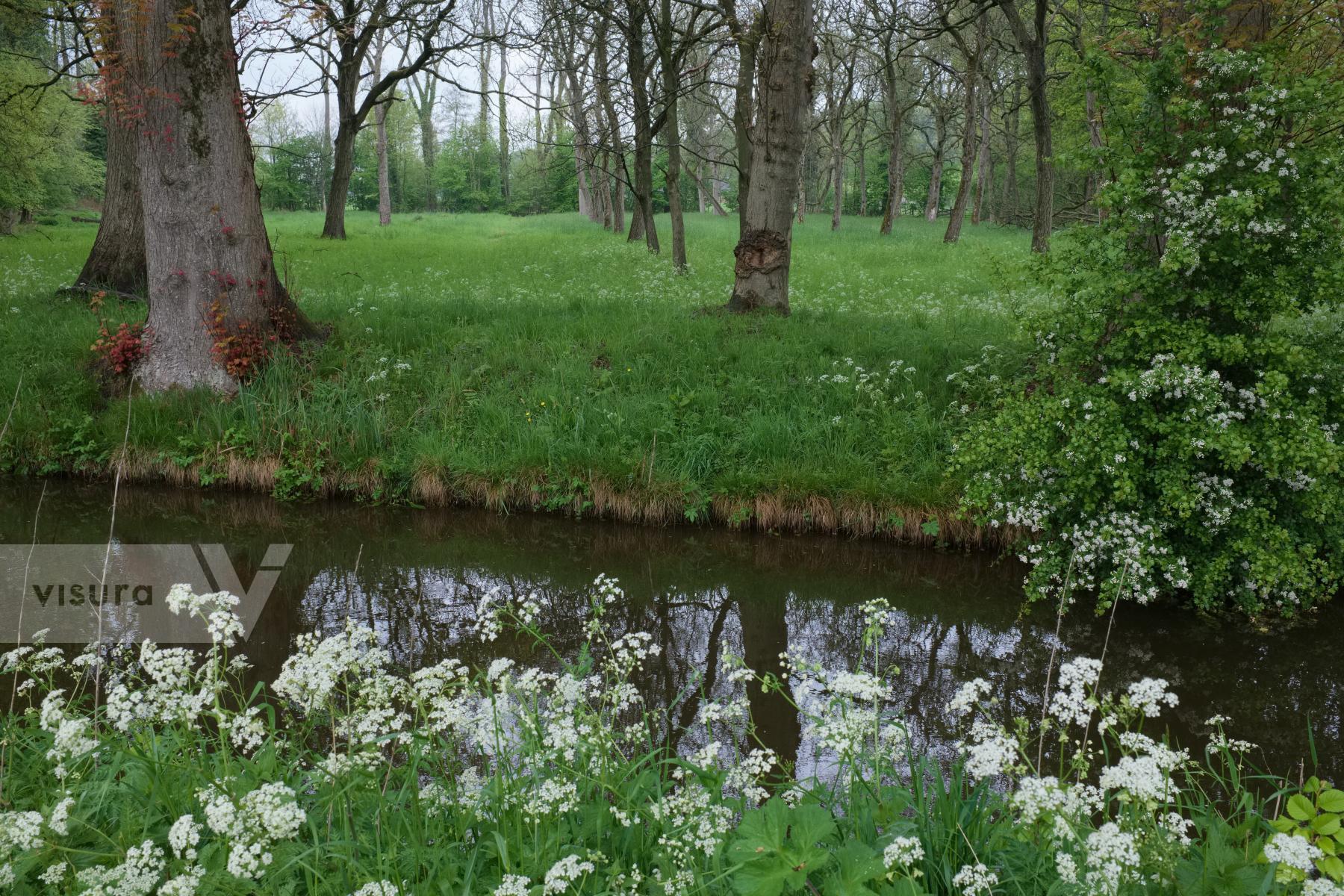 Purchase Spring in the Netherlands by Ellen Kok