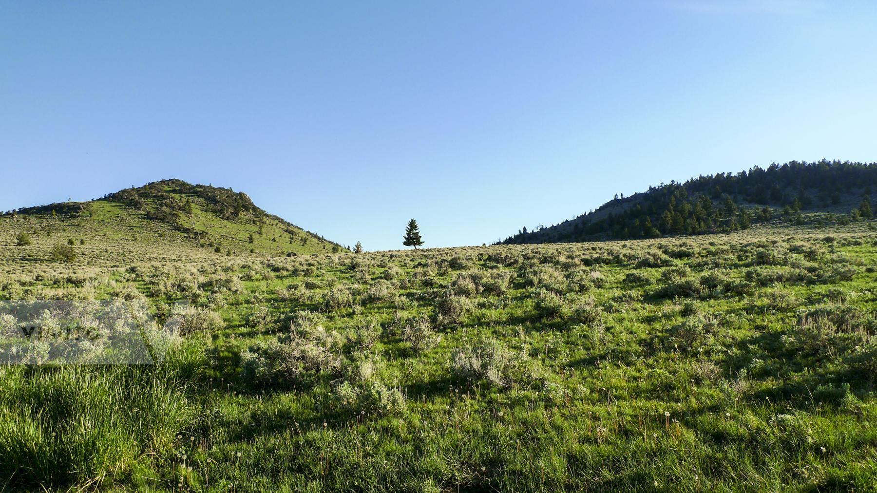 Purchase Tree In Montana by James Reade Venable
