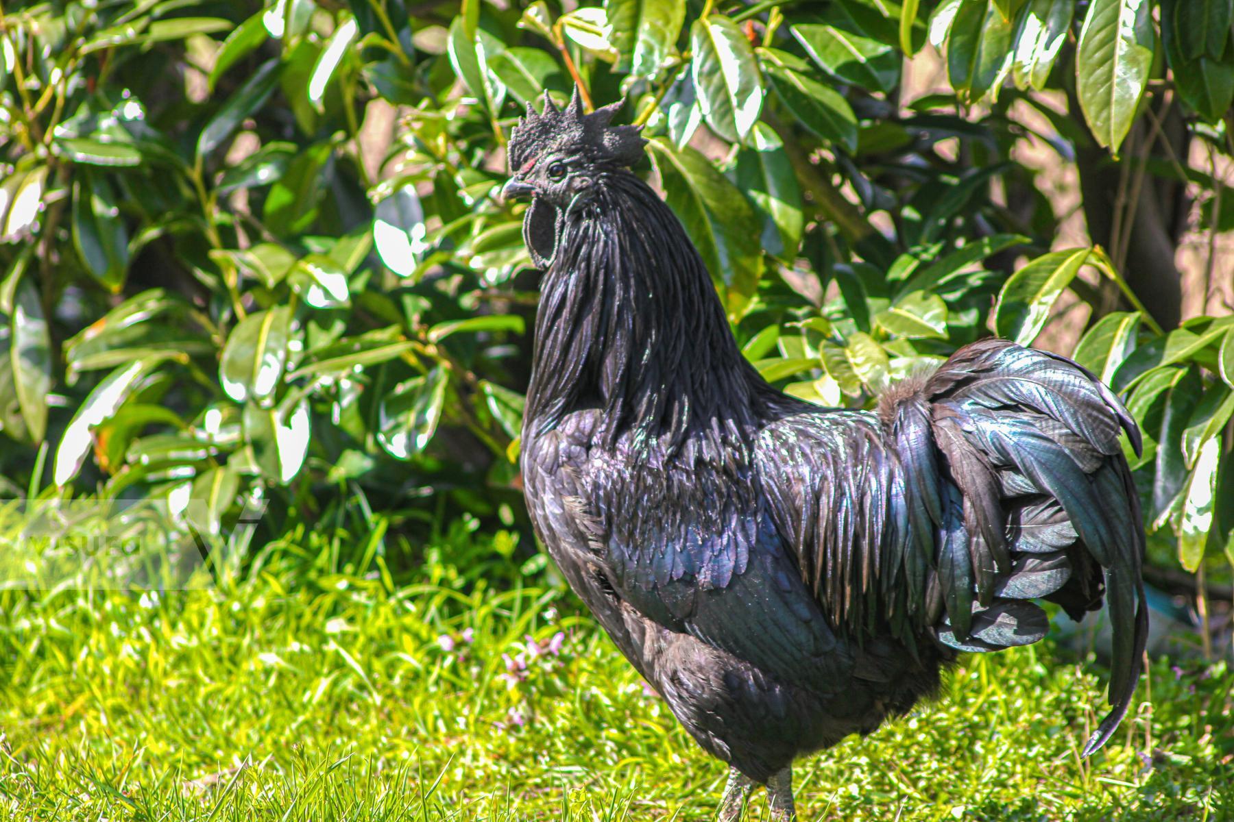 Purchase Big Black Cock by James Reade Venable