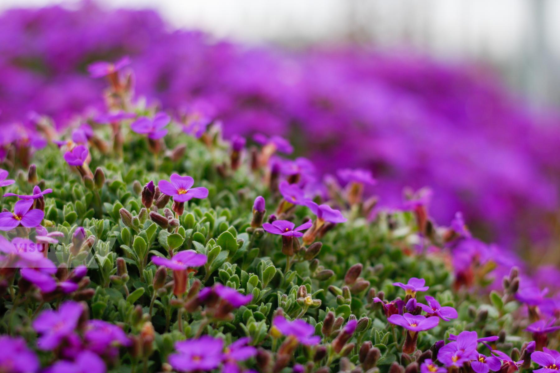 Purchase Purple Flowers On A Belgian Farm by James Reade Venable