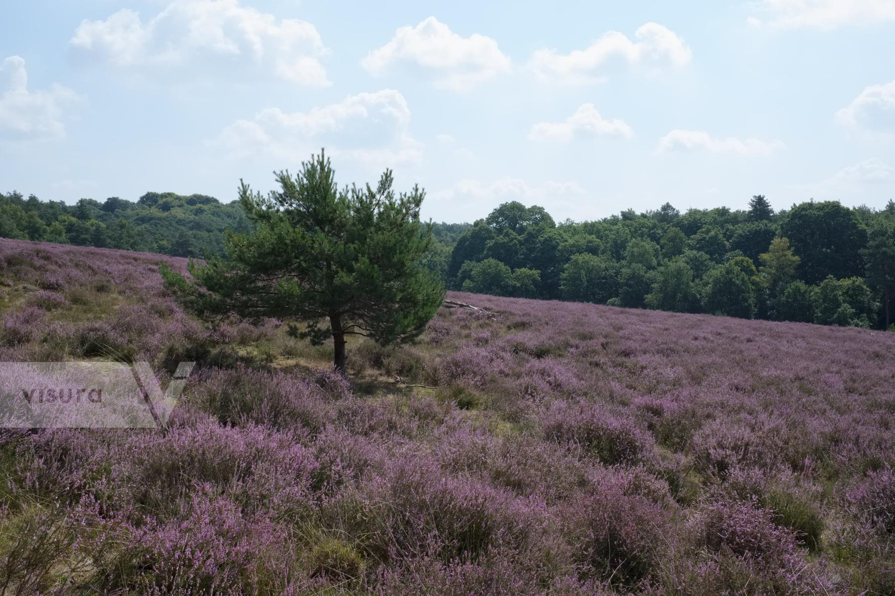 Purchase On the Heath by Ellen Kok