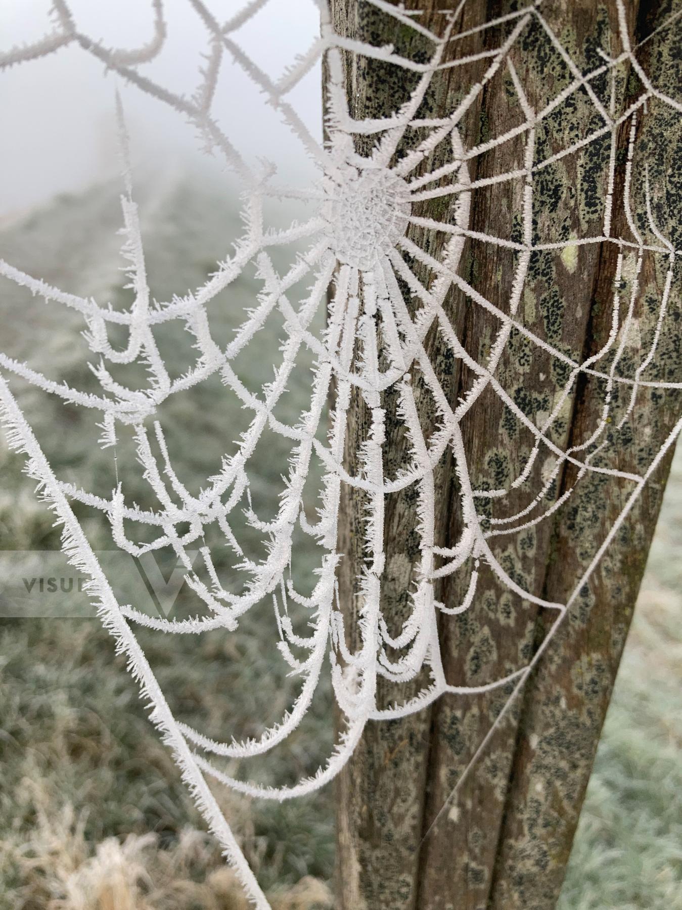 Purchase Spider Web by Ellen Kok