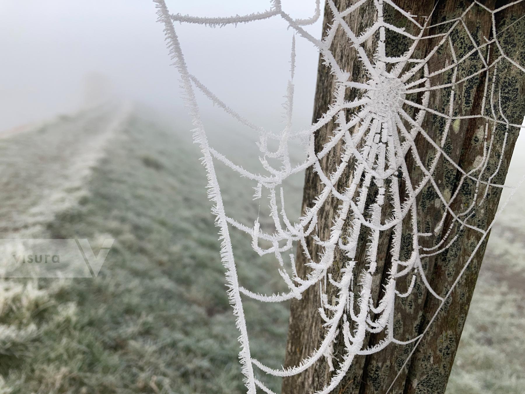 Purchase Spider Web by Ellen Kok