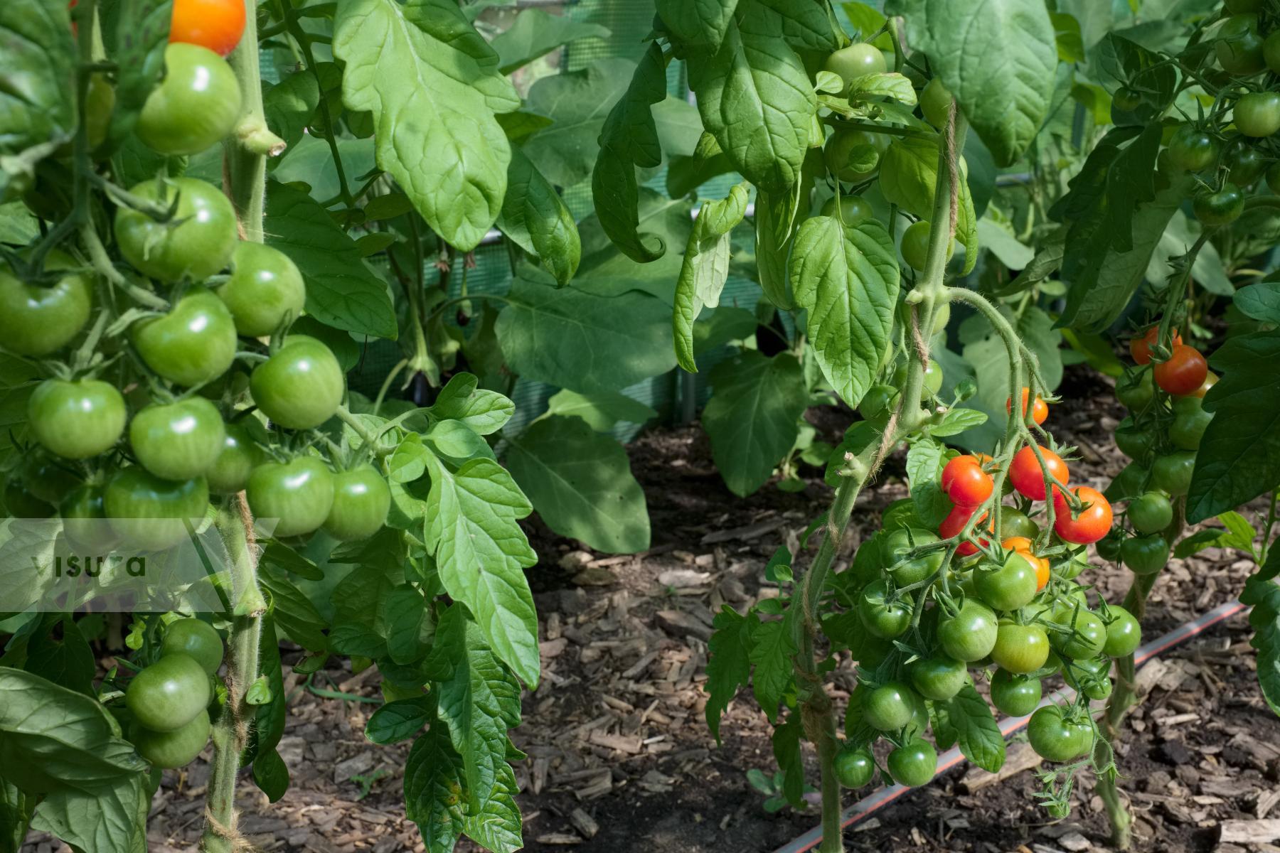 Purchase Cherry tomatoes by Ellen Kok