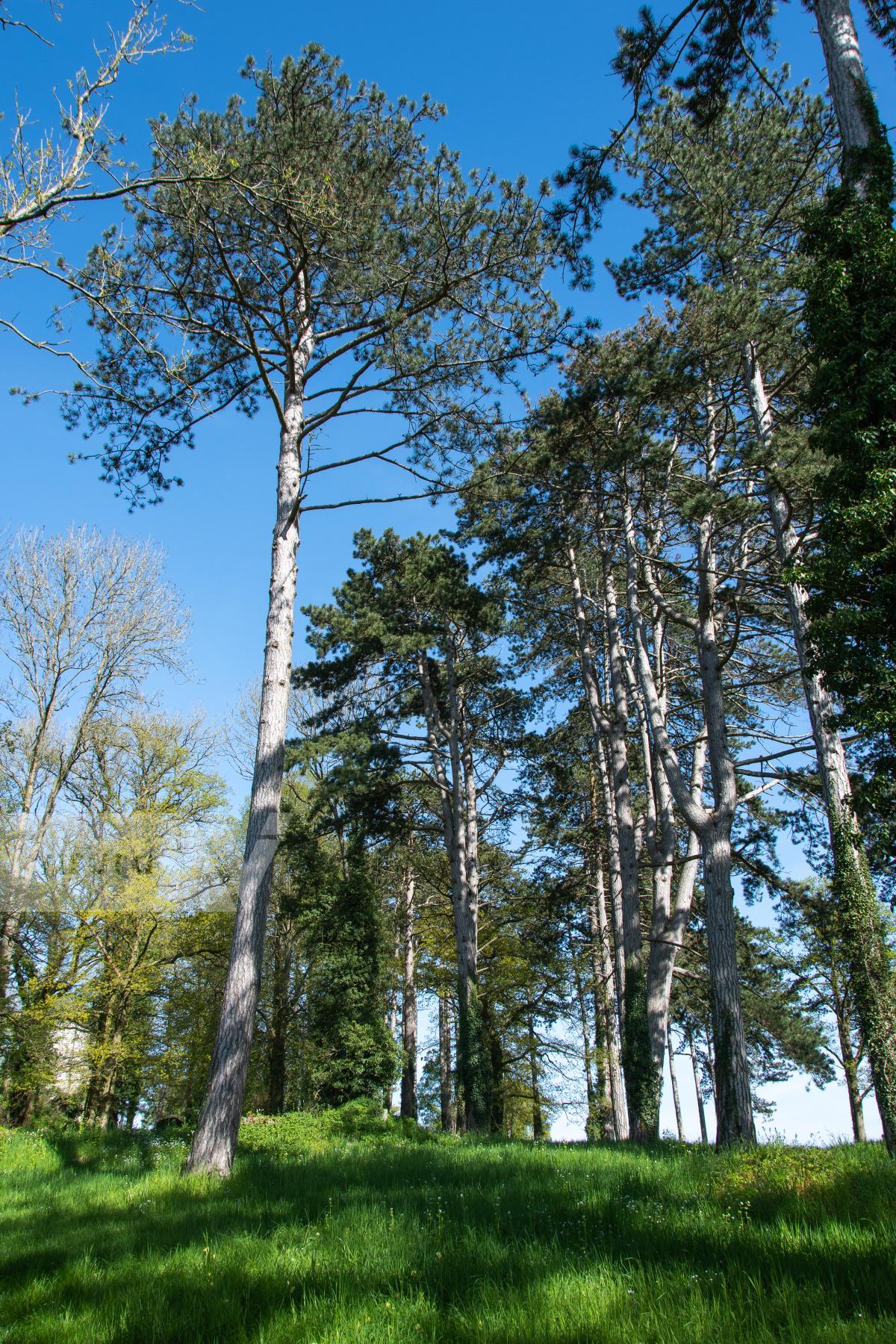 Purchase A Forest by James Reade Venable