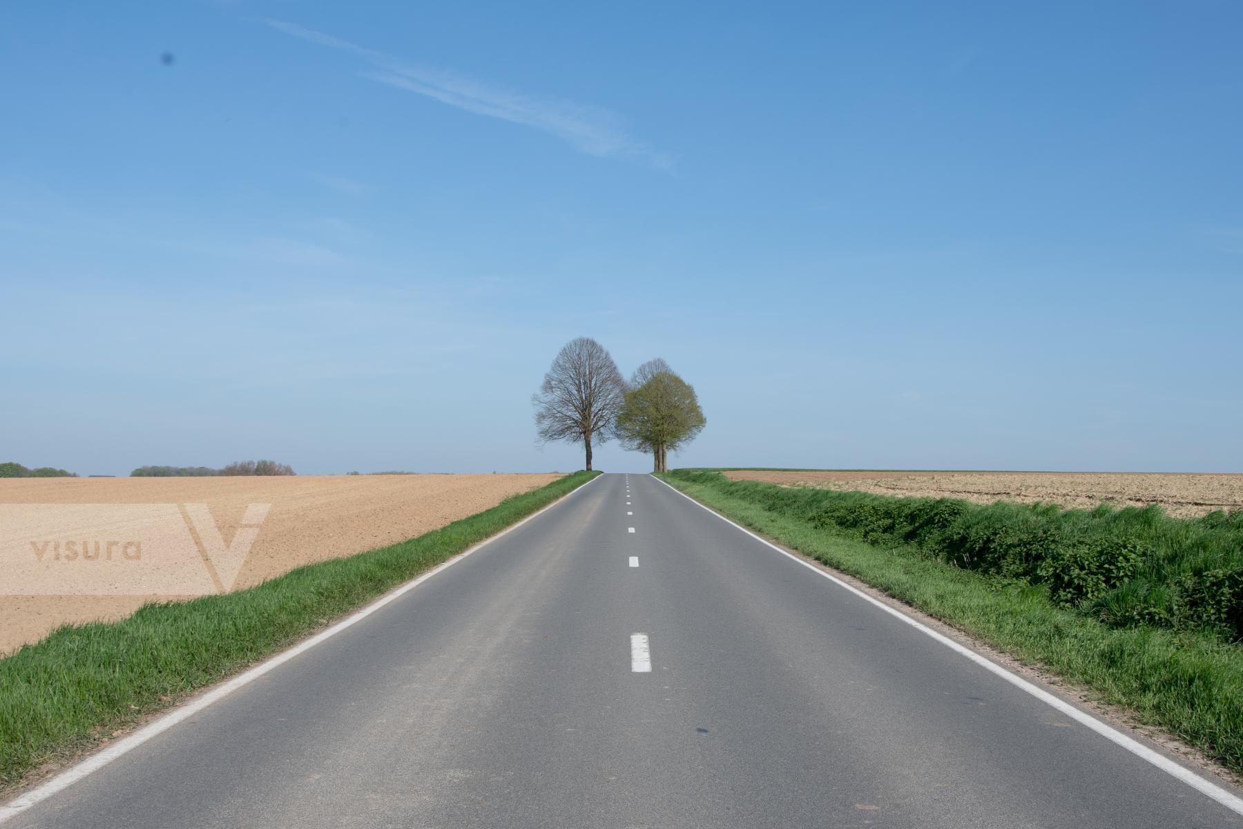 Purchase Trees In The Road by James Reade Venable