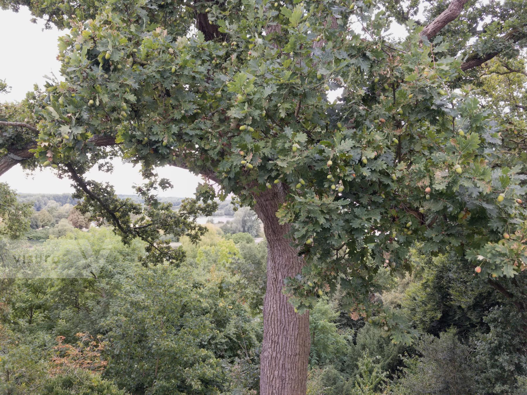 Purchase Acorns on Oak Tree by Ellen Kok
