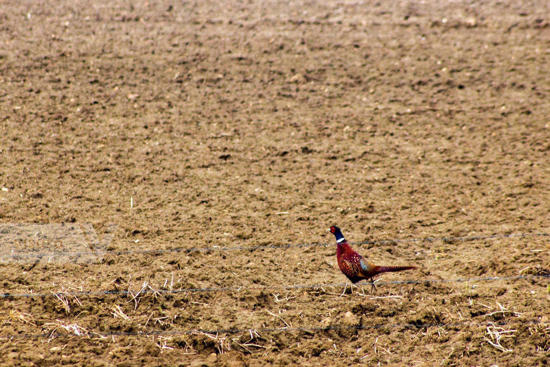 Purchase Pheasant Negative by James Reade Venable