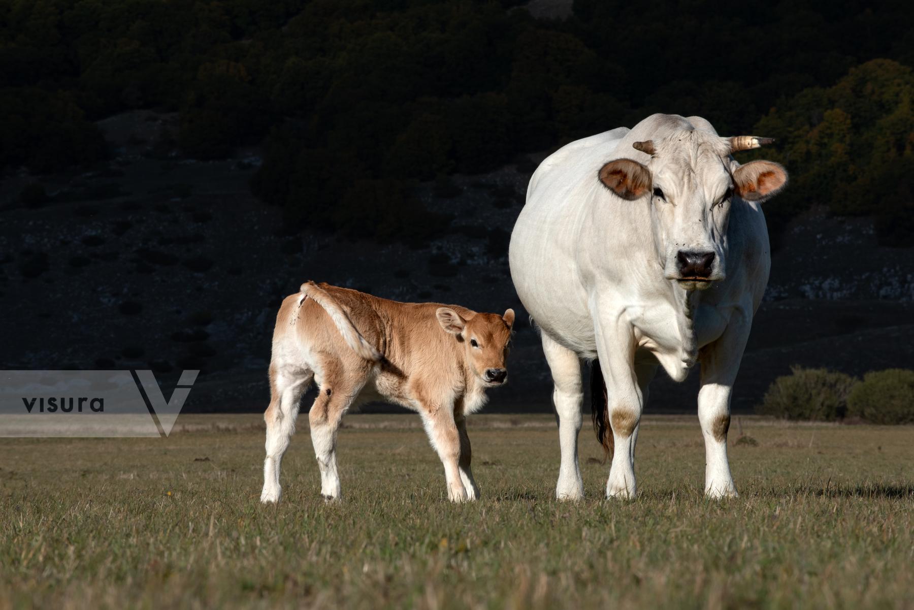 Purchase Cow and calf by Ernesto Bafile