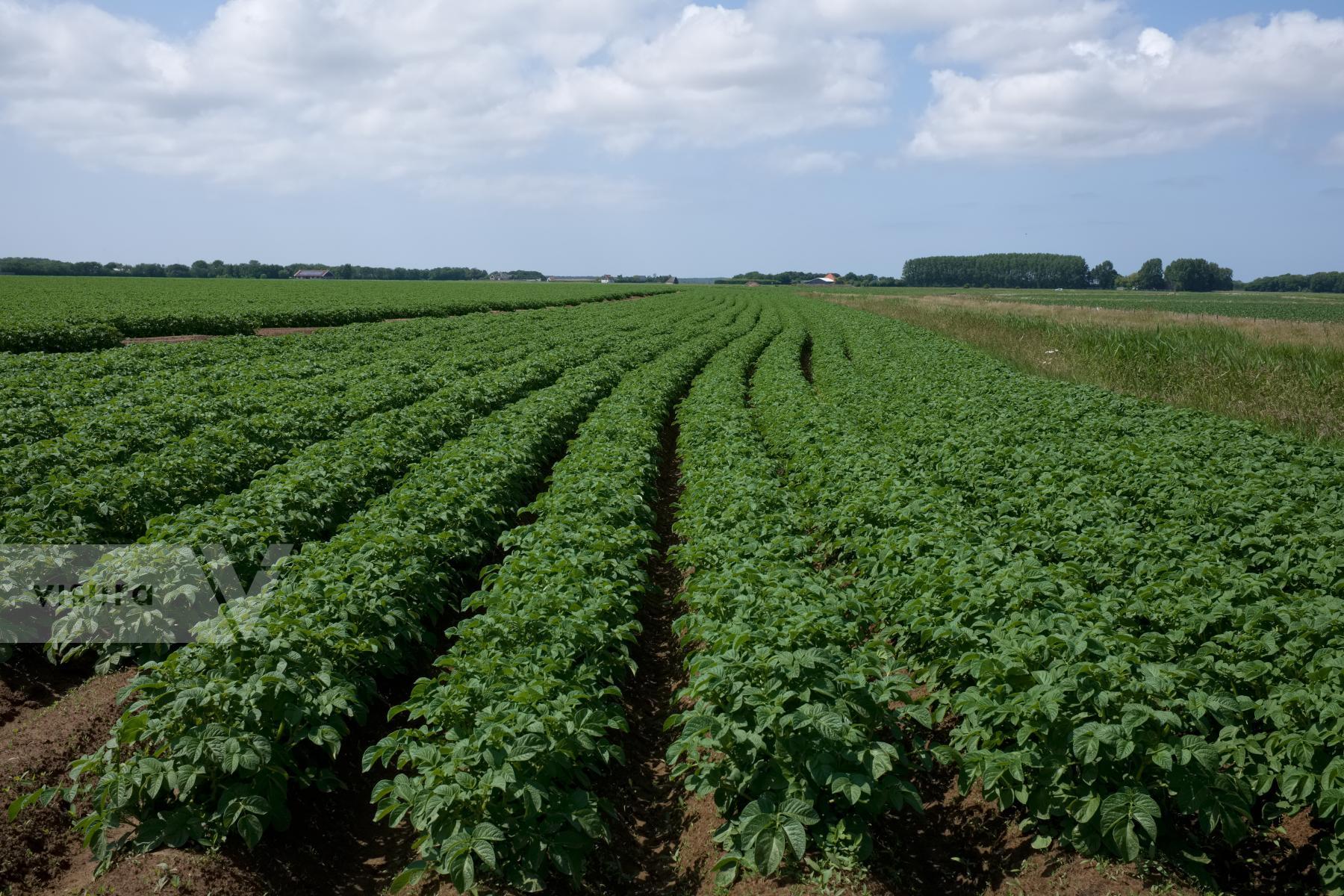 Purchase Potatoes by Ellen Kok