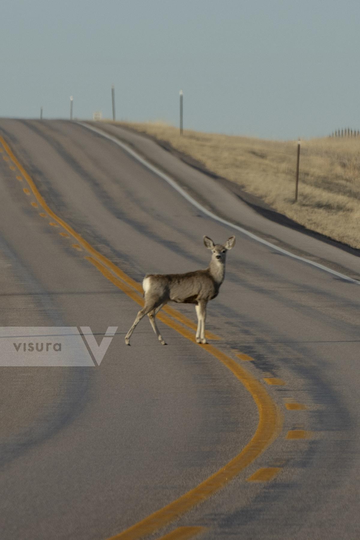 Purchase A mule deer on a highway by natalie behring