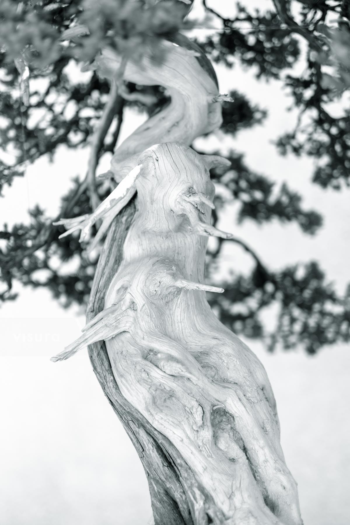 Purchase Portrait of a Bonsai Tree by Carla Cioffi