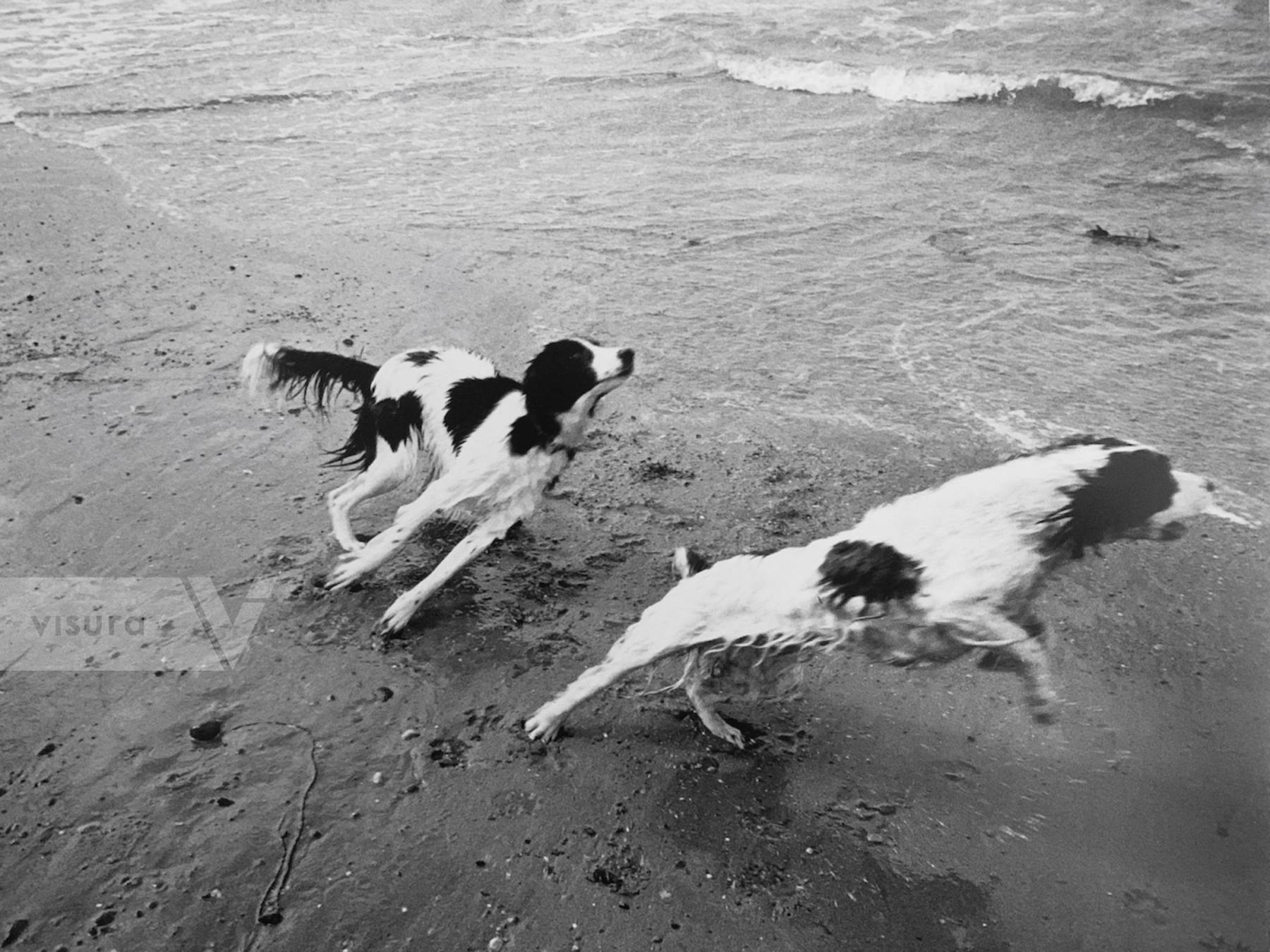 Purchase Dogs in Wales  by Fanella Ferrato