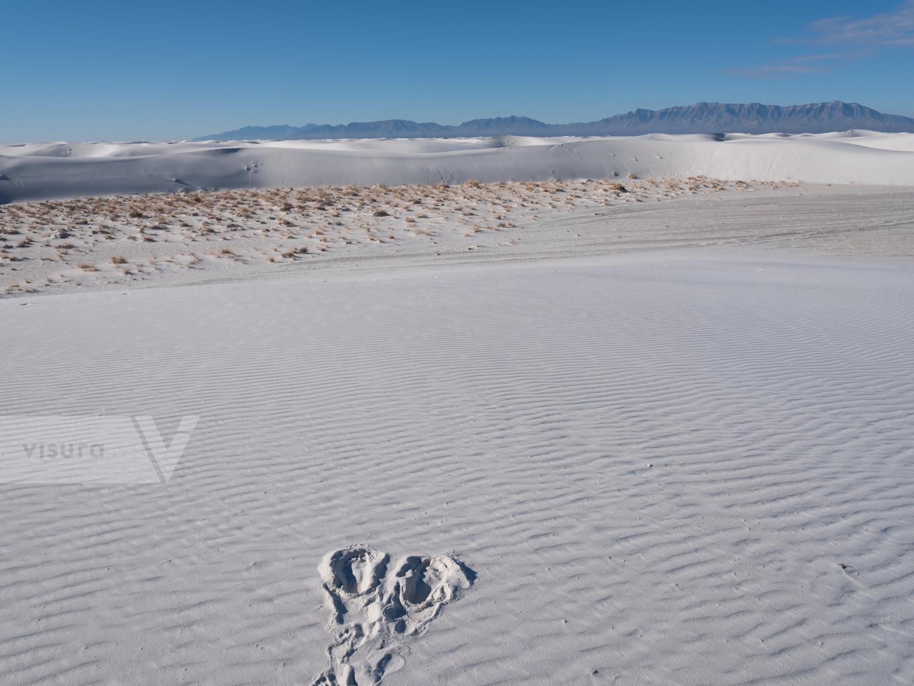Purchase Footprints, White Sands by Molly Peters