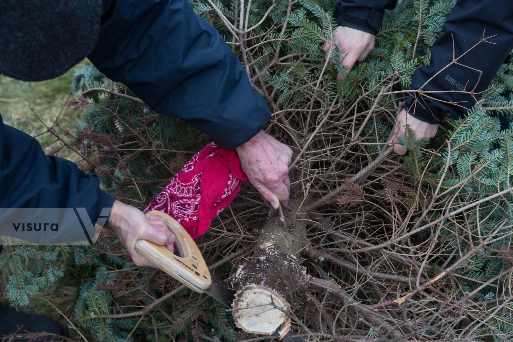 Purchase Christmas Tree Cutting by Molly Peters