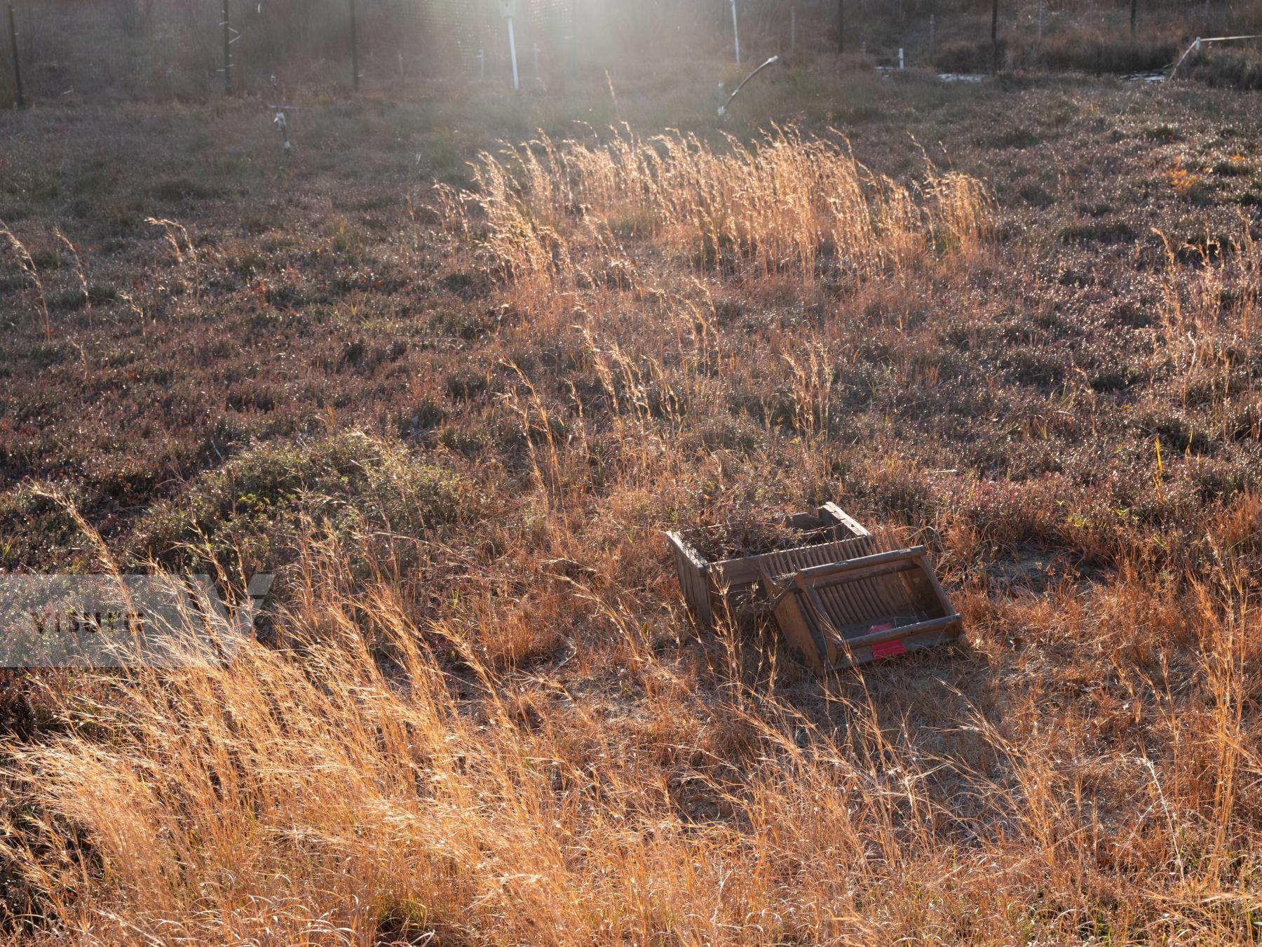 Purchase Untitled, November 2021 by Molly Peters