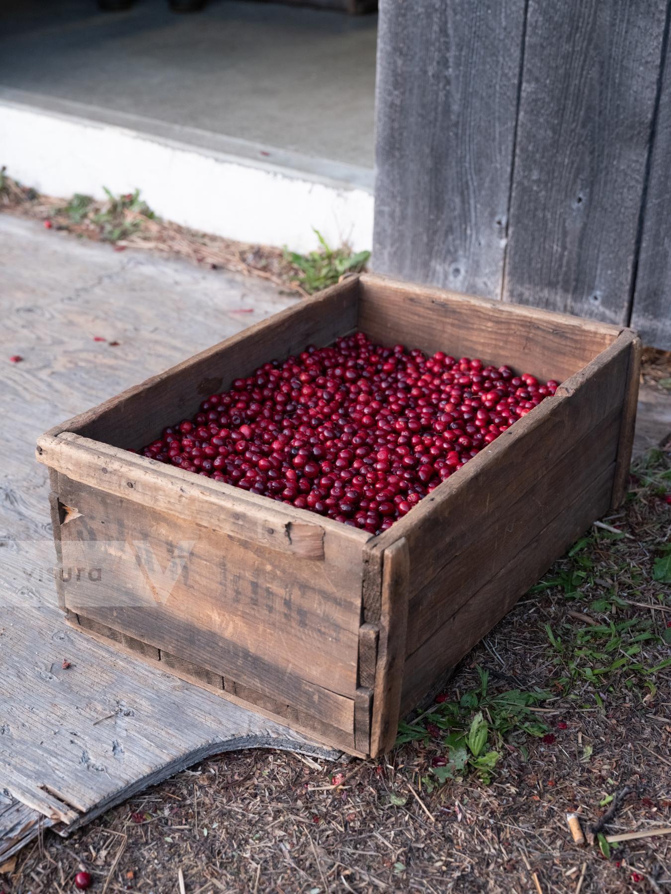 Purchase Cranberries by Molly Peters