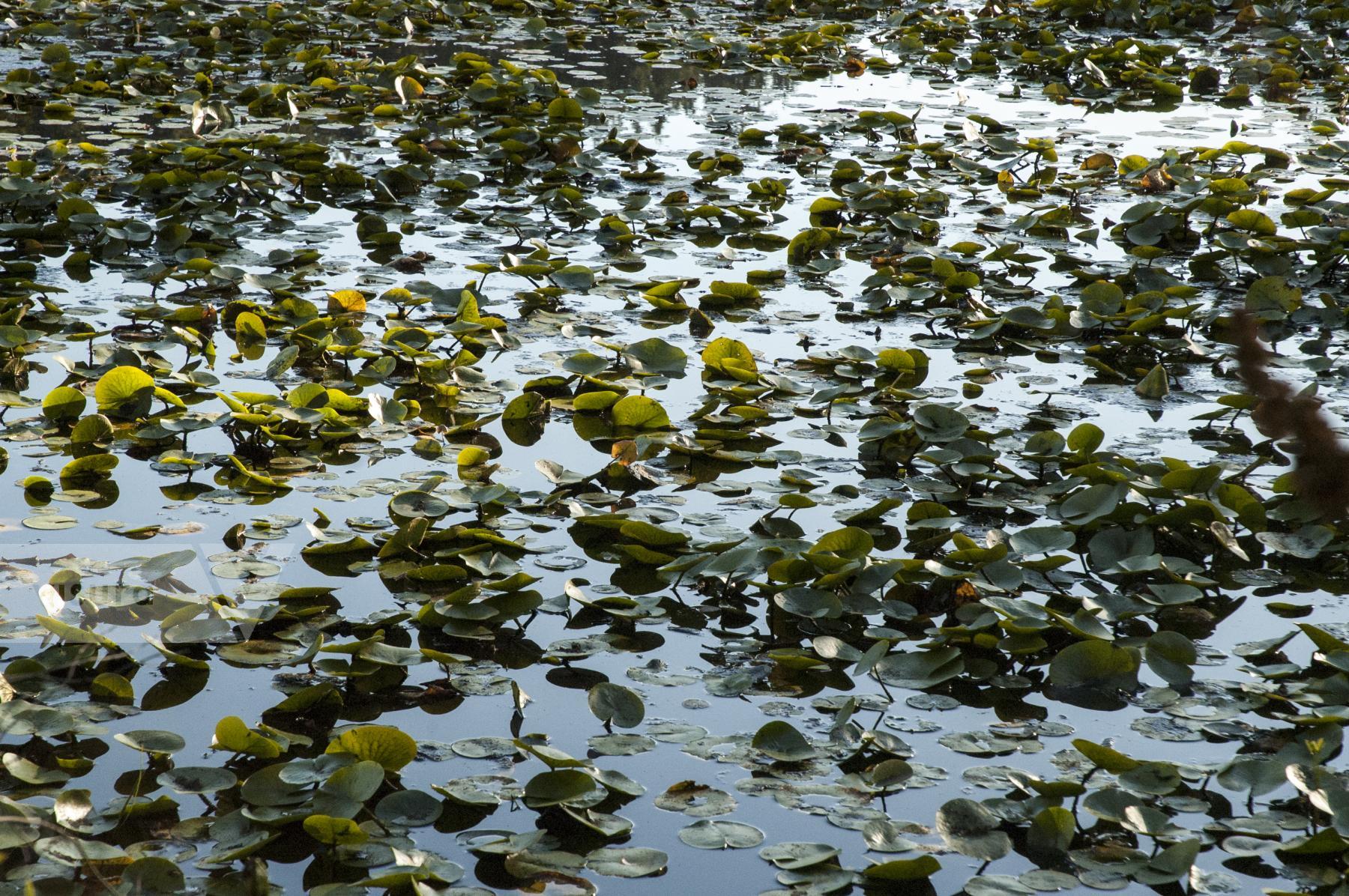 Purchase a field of water lillies by Tish Lampert