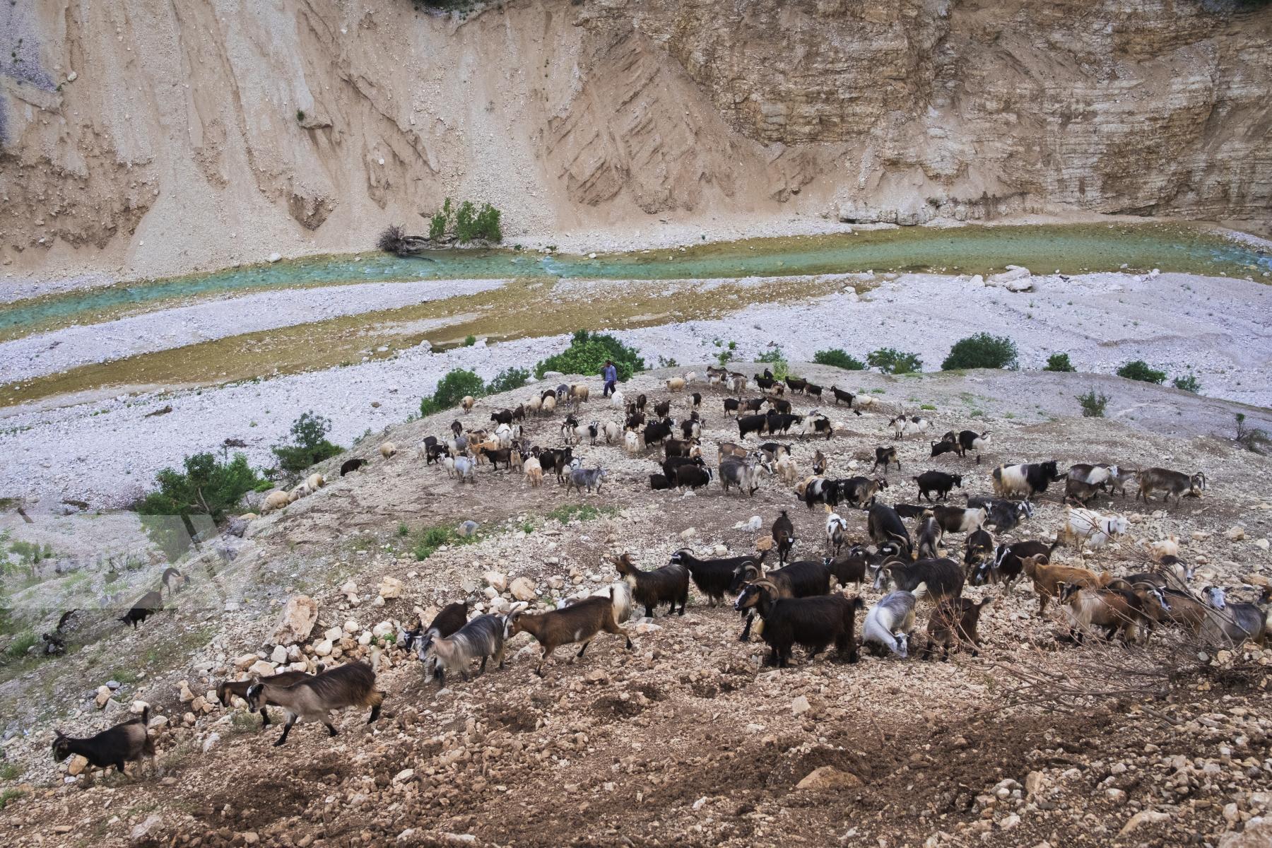 Purchase Goat Herd, Bënça by Nick St.Oegger