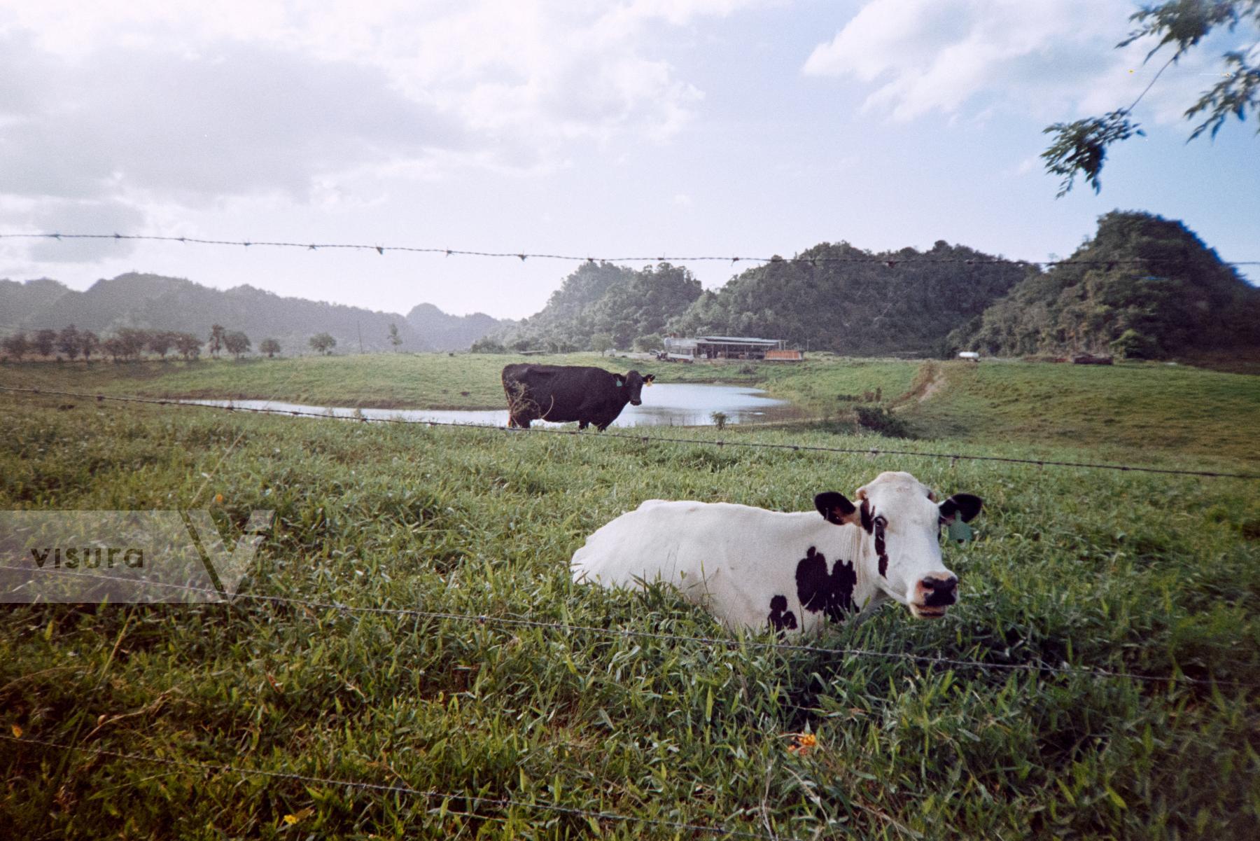 Purchase Vacas by Gabriella N. Báez