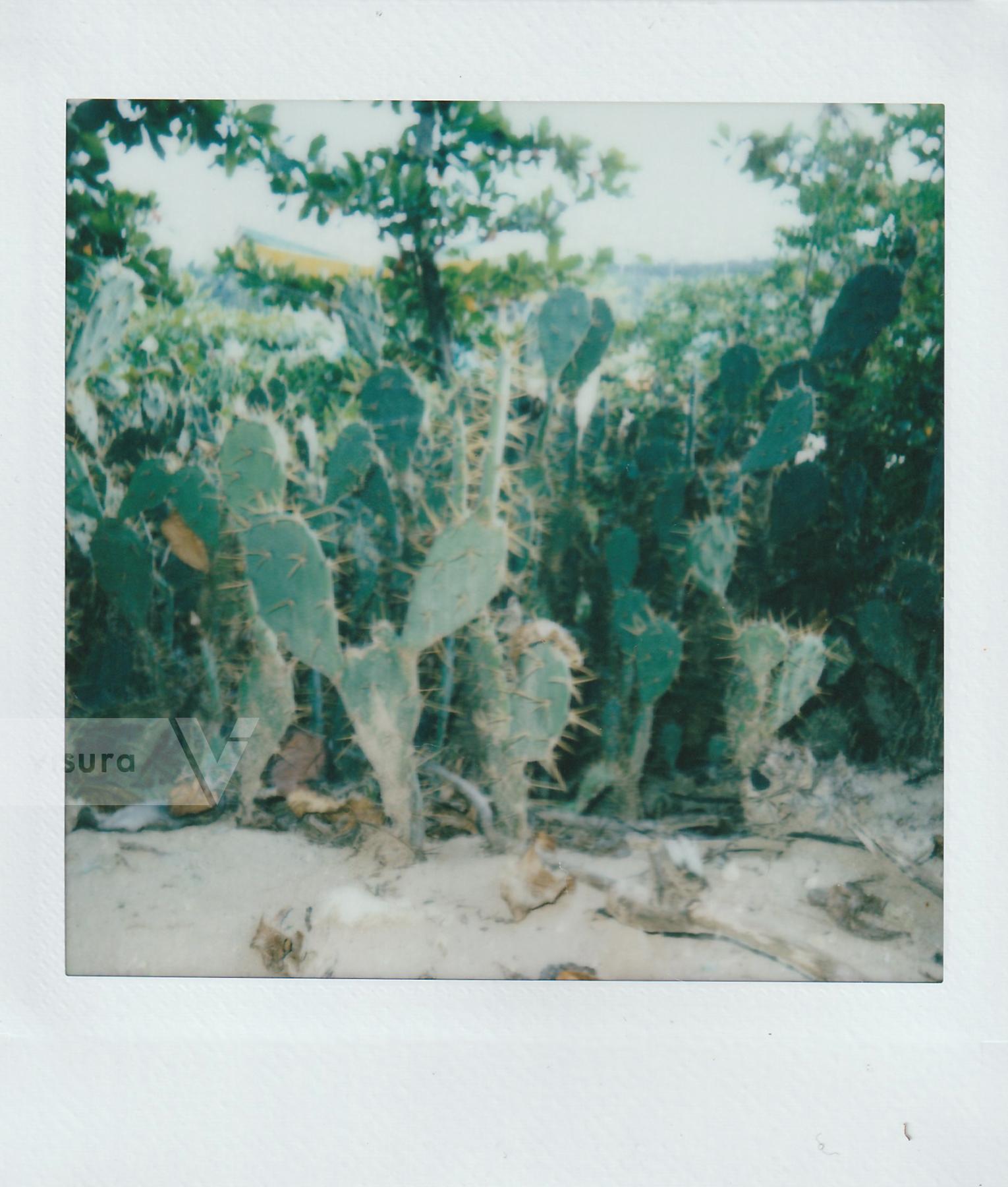 Purchase Cacti by Gabriella N. Báez