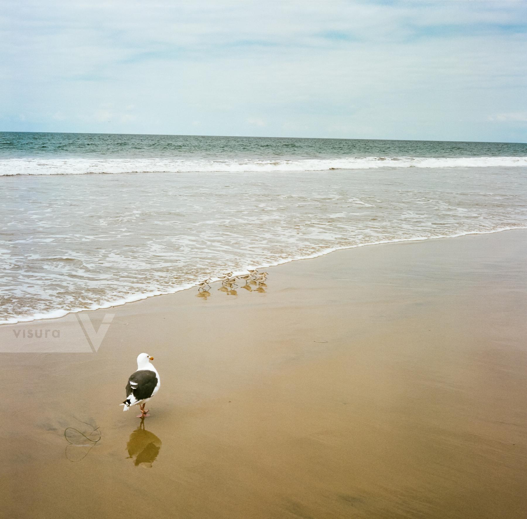 Purchase Seagull & Sandpipers La Jolla, CA  by Hannah Kozak