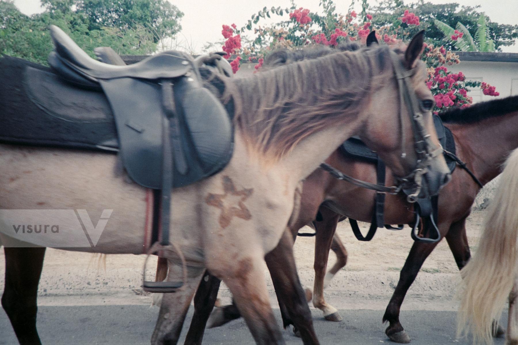 Purchase Horses by Gabriella N. Báez