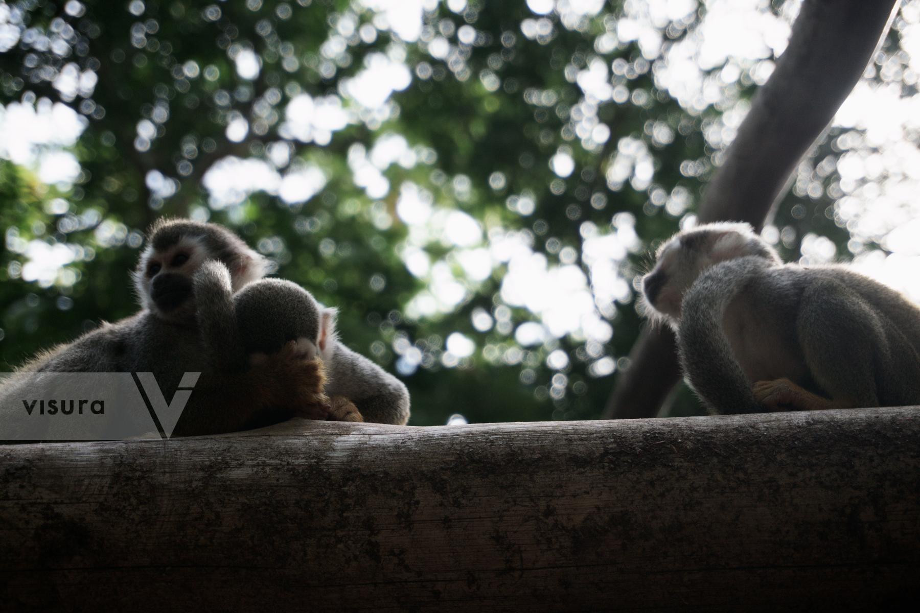 Purchase Monkeys by Pablo Ramos
