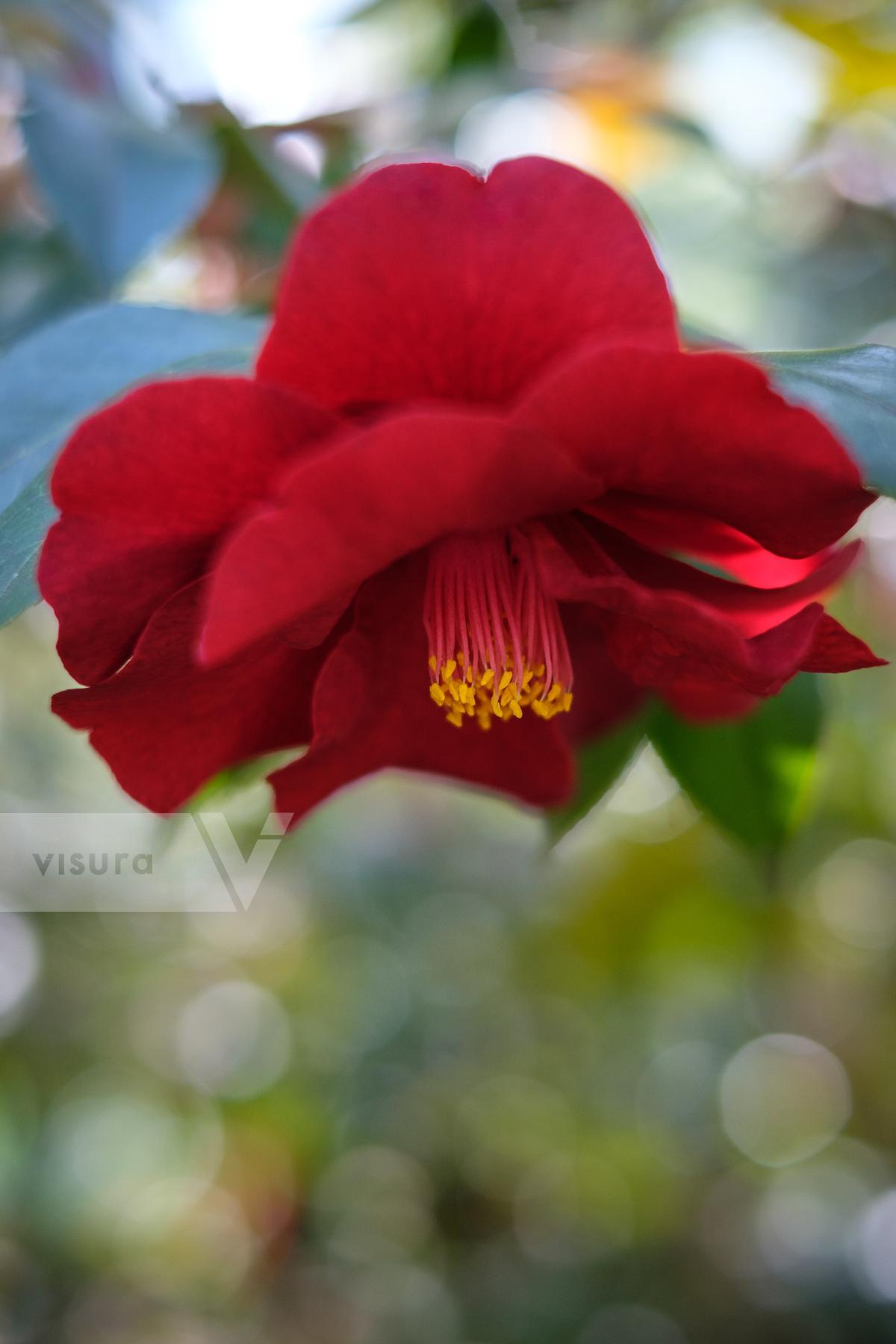 Purchase Camellia Japonica by Carla Cioffi