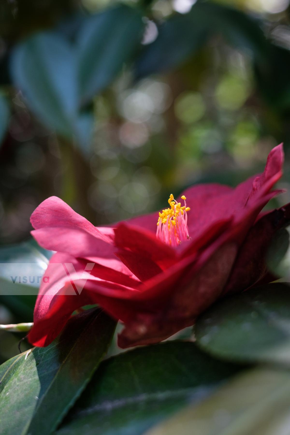 Purchase Camellia Japonica by Carla Cioffi